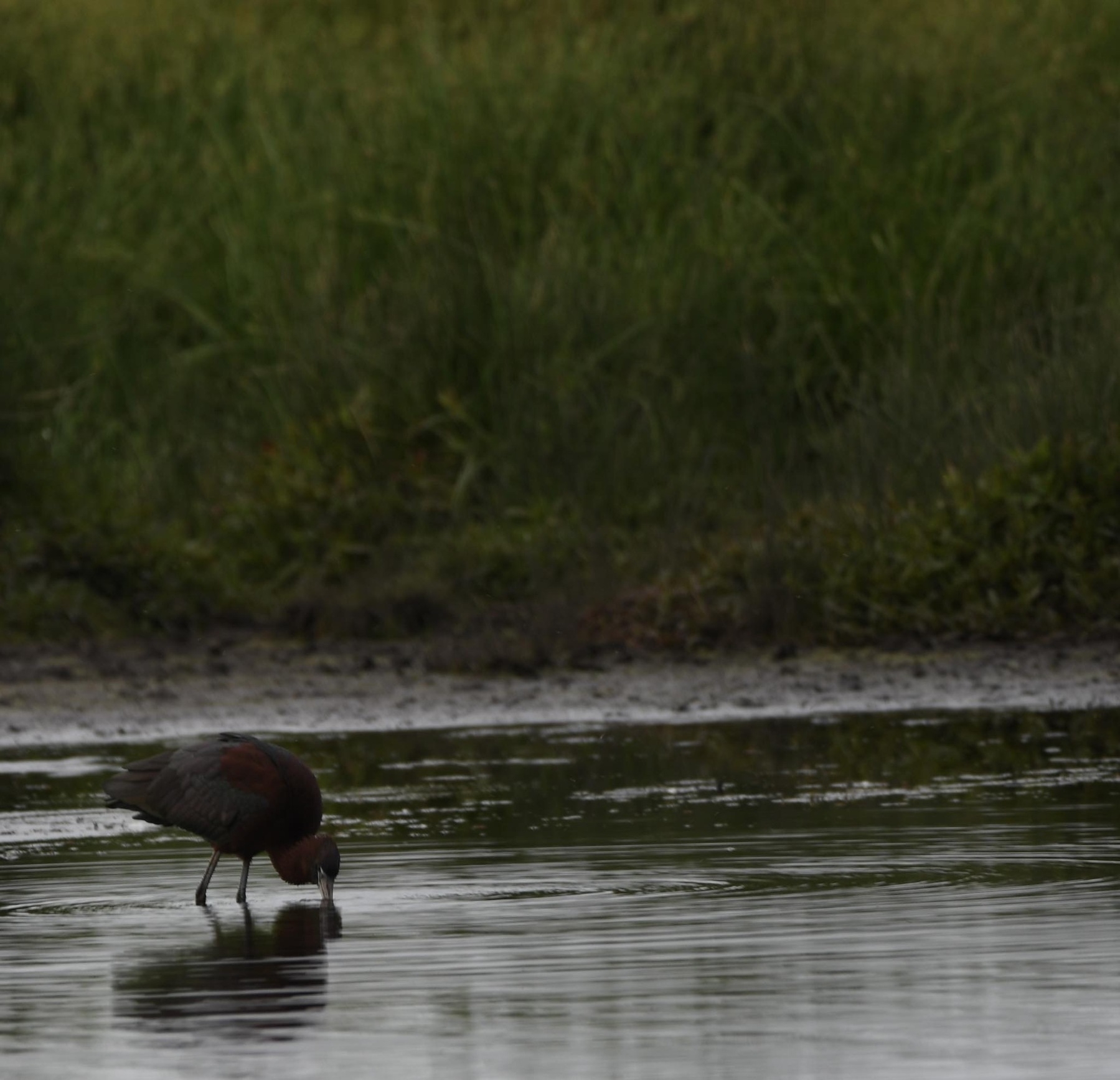 Glossy Ibis near the water edge. 