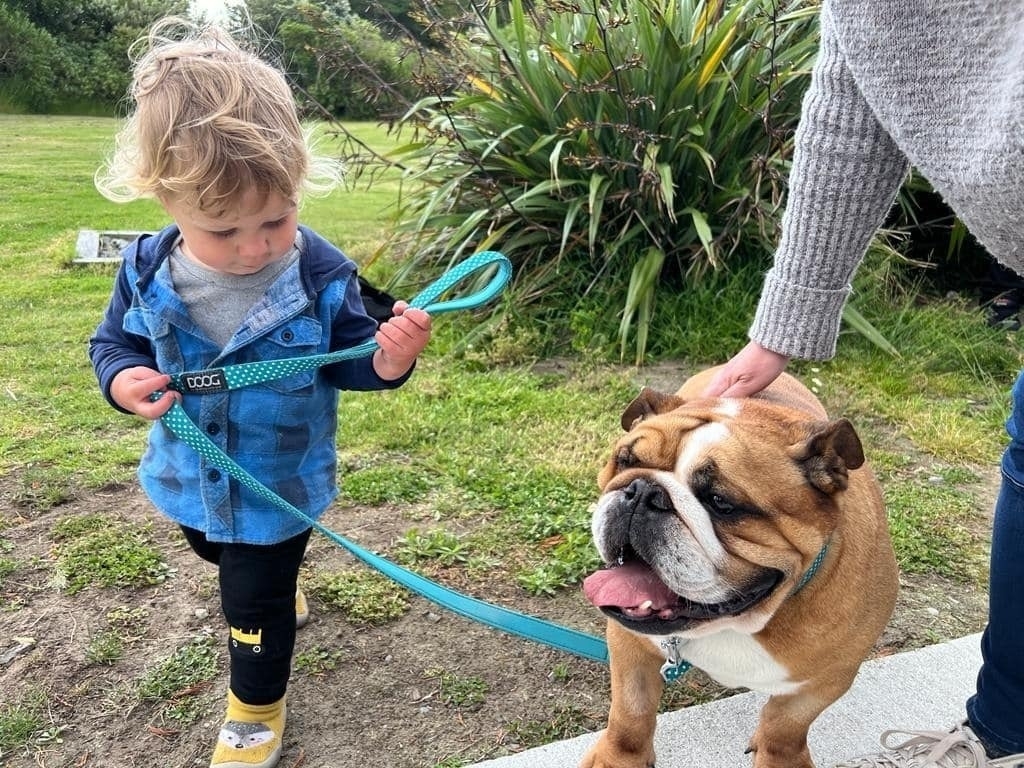 Small kid holds the lead of a large dog. 