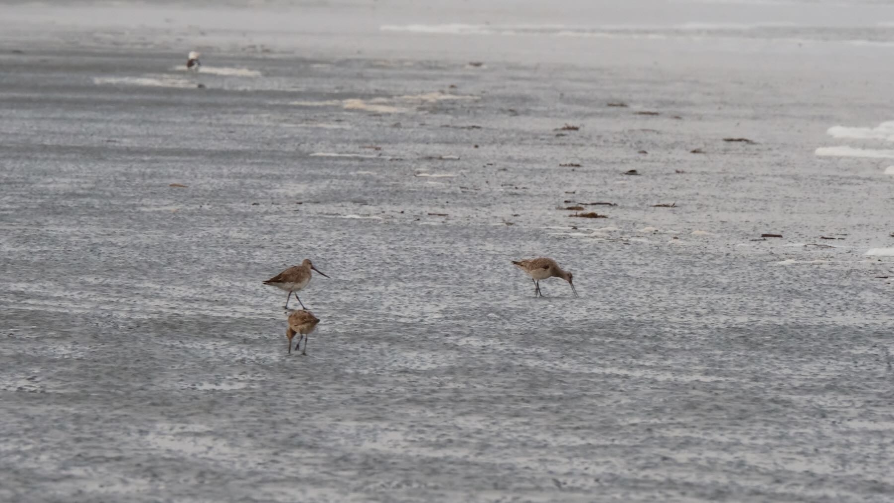 3 Godwits patrol the sand looking for food. 