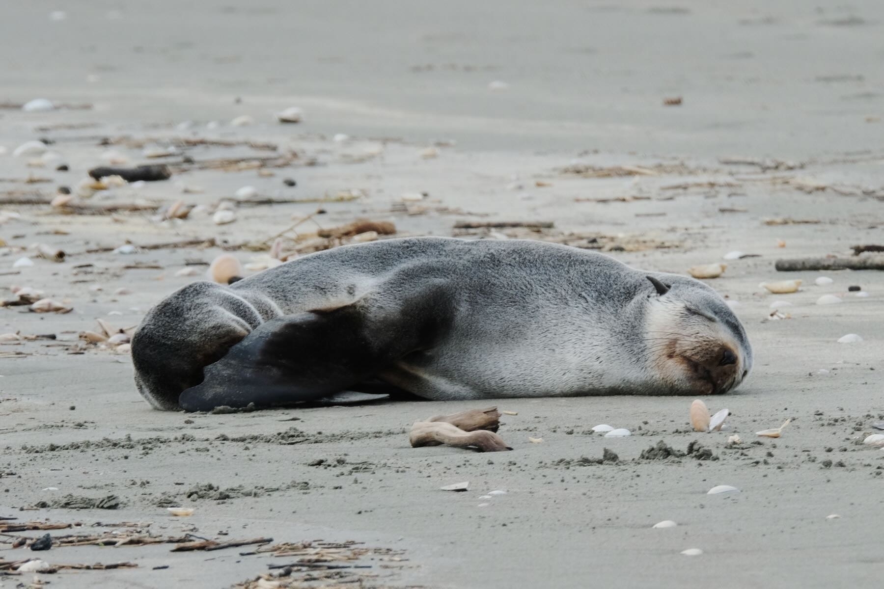 Live seal snoozing on the beach. 