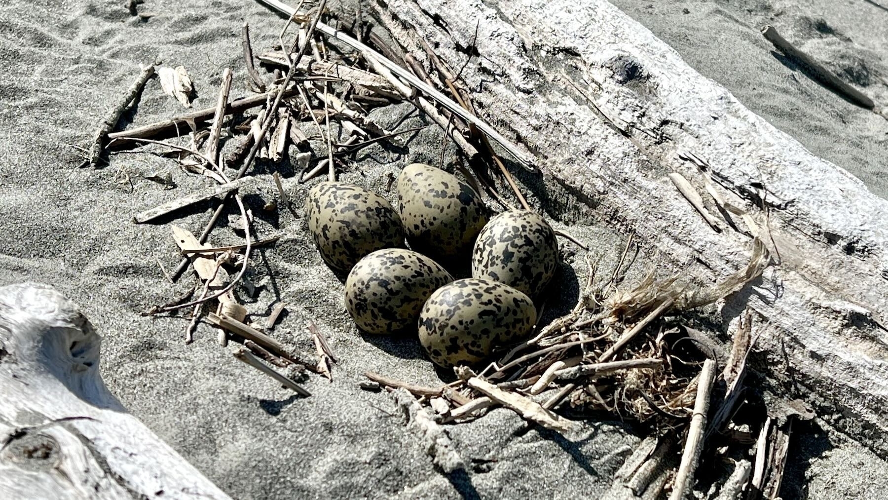 5 speckled Oystercatcher or Pied Stilt eggs near a piece of driftwood in November 2022.