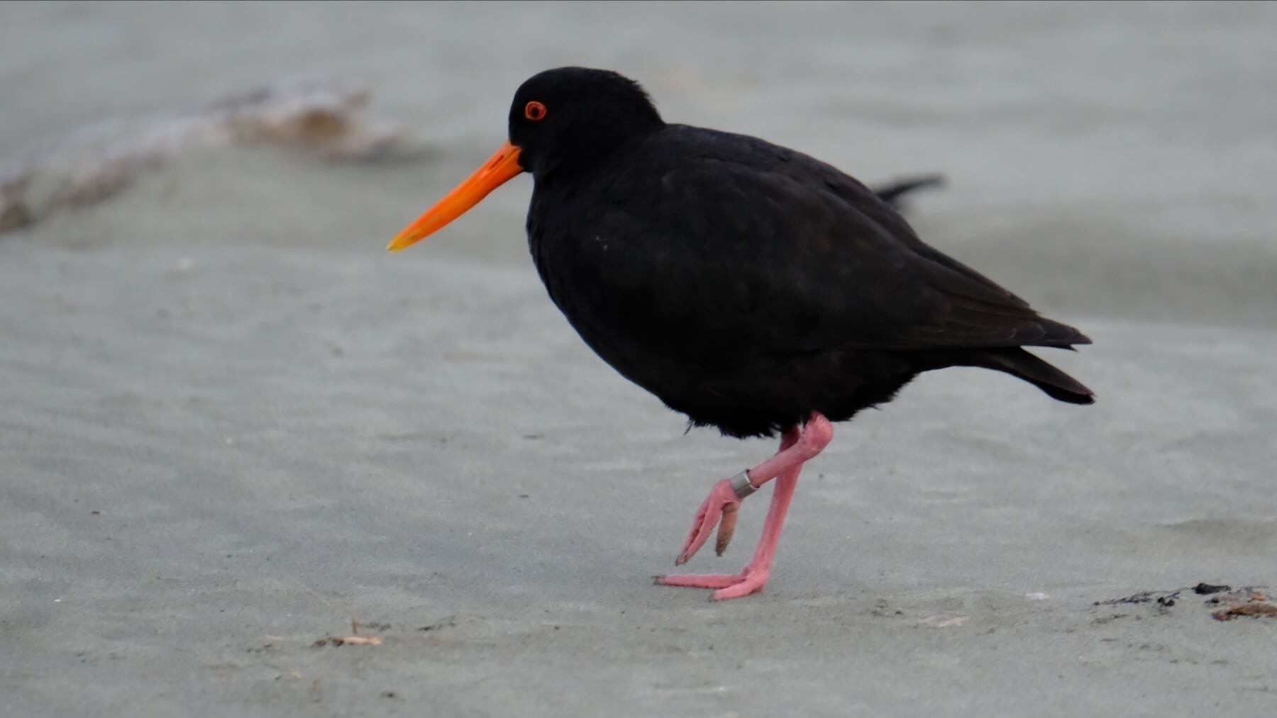 One of the nesting Oystercatchers has a band on its left leg. 
