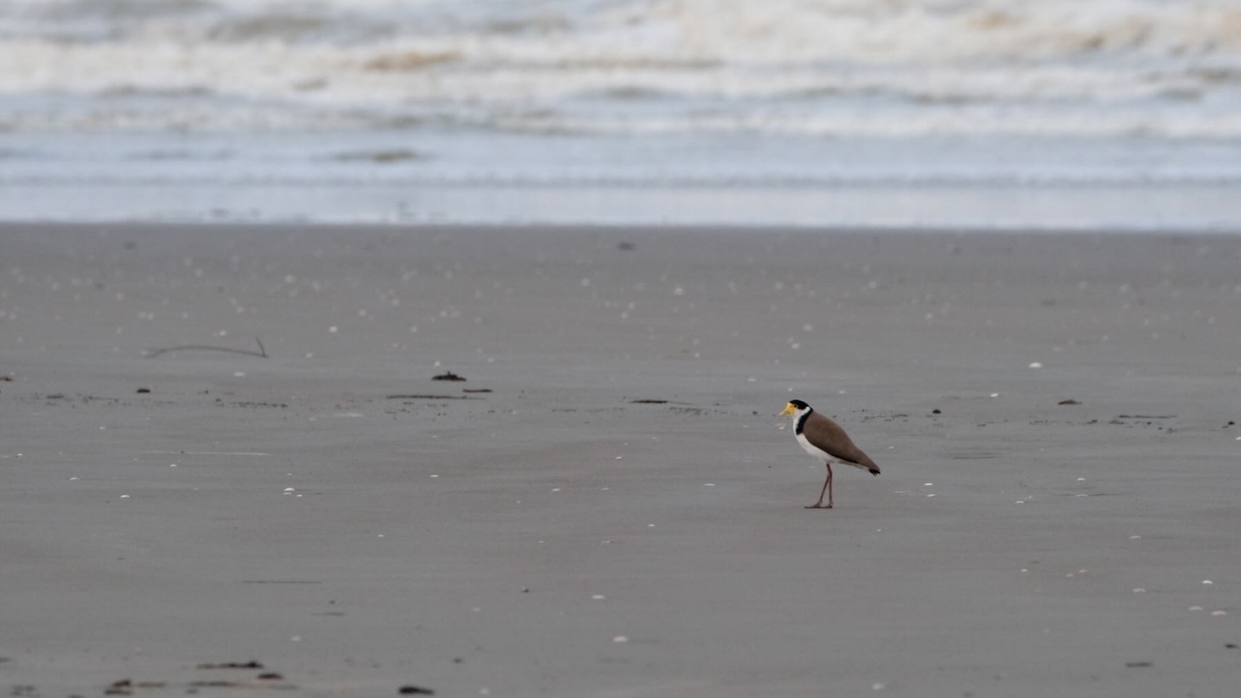 Spur-winged Plover on the sand. 