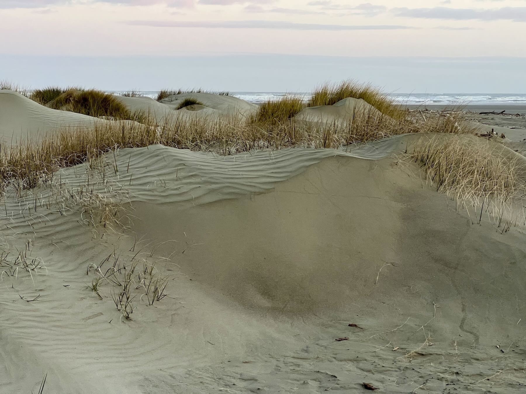 The baby sand dunes grew in the gales. 