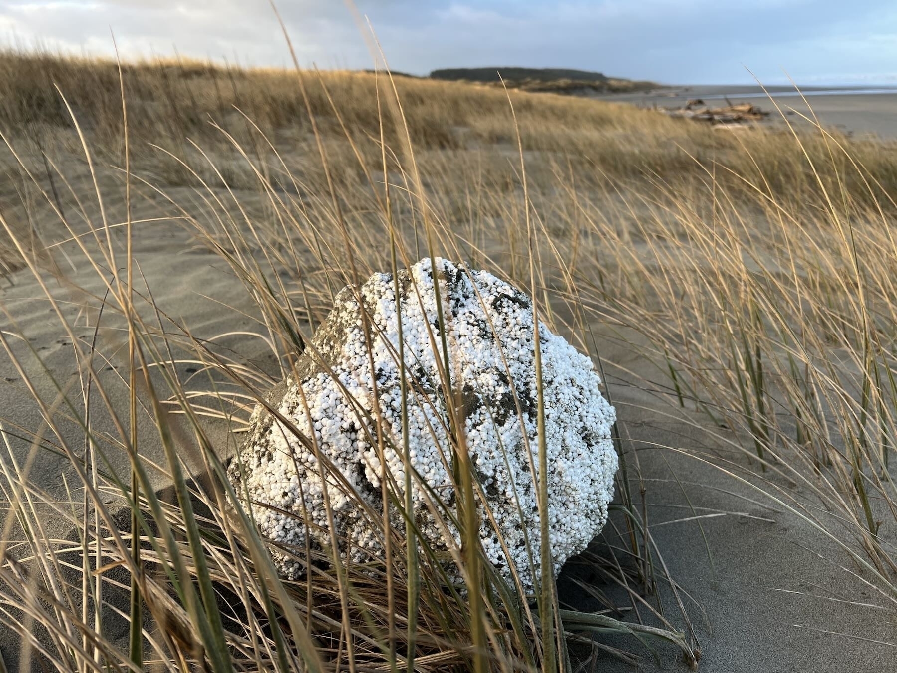 The blob - a ball of polystyrene blown into the dunes by the gales. 