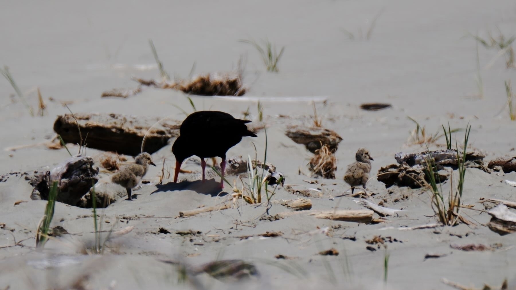 Two Oystercatcher chicks near an adult amongst driftwood, sand and young grasses. 