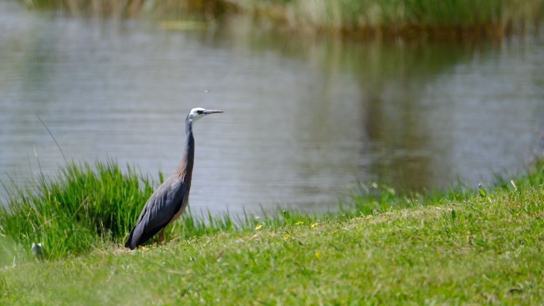 Large grey bird with long neck and white face, standing on grass beside a lake. 