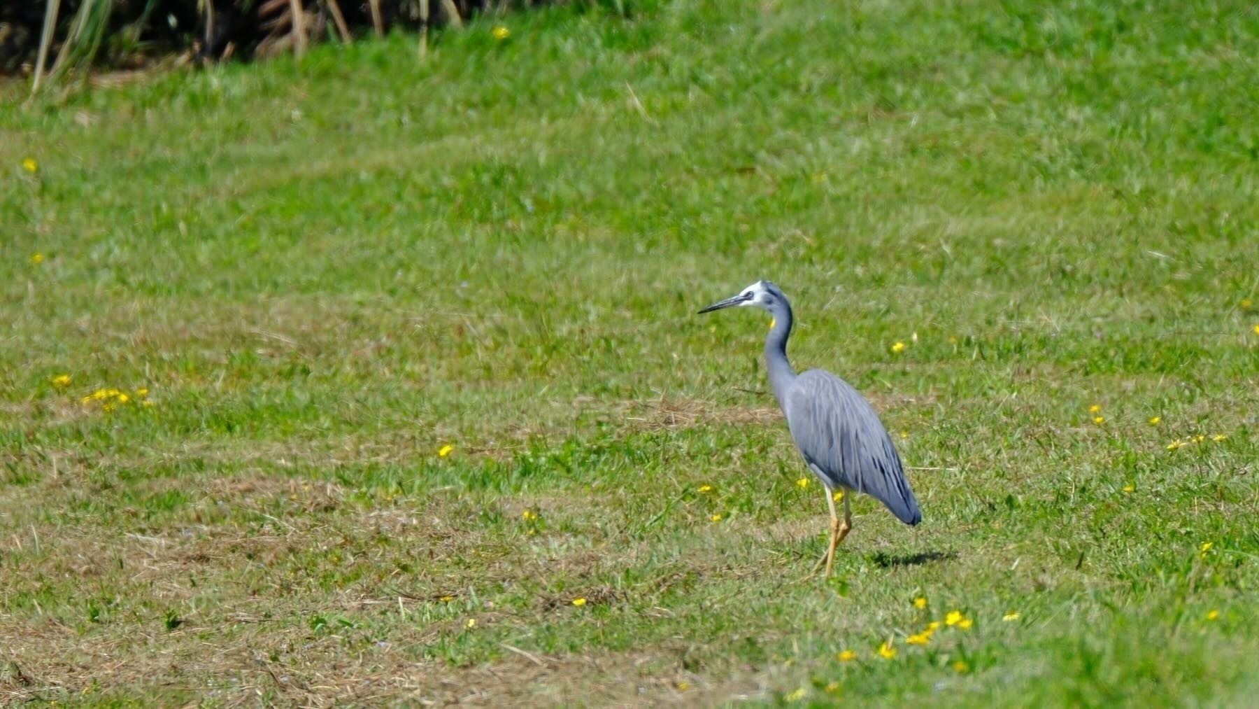 Large grey wading bird with white face. On grass. 