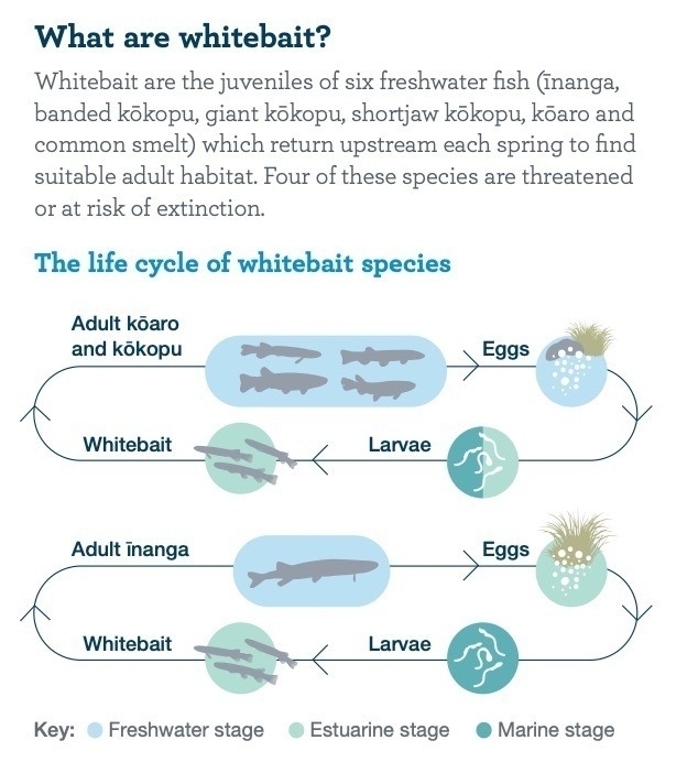 Whitebait lifecycle as a chart. 