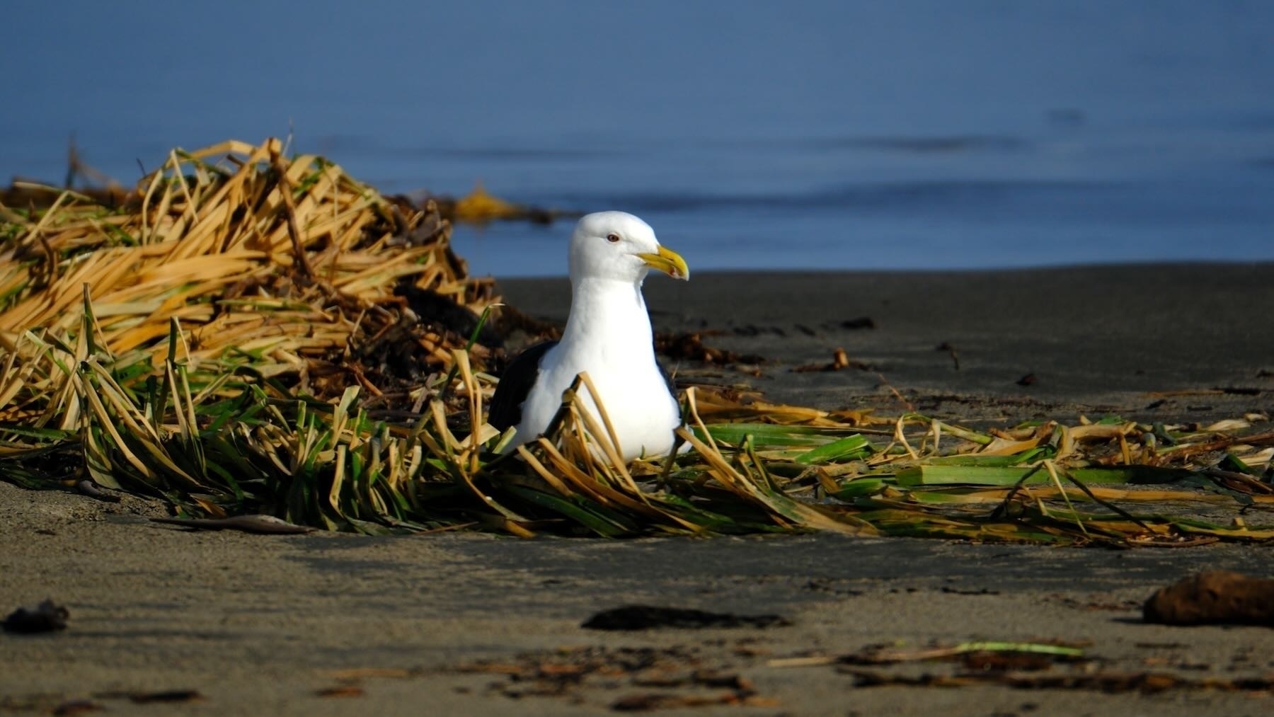 Black-backed gull sitting in a clump of river weed.