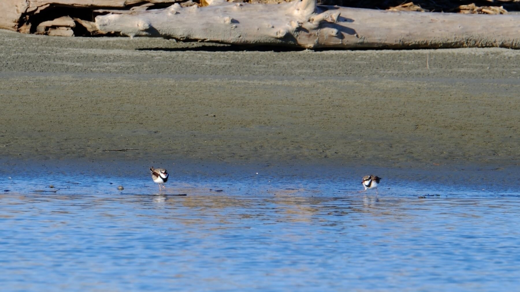 Two Black-fronted dotterel by water.