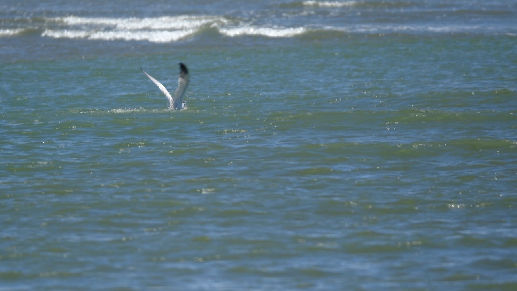 Caspian Tern emerges from the river with wings raised. 