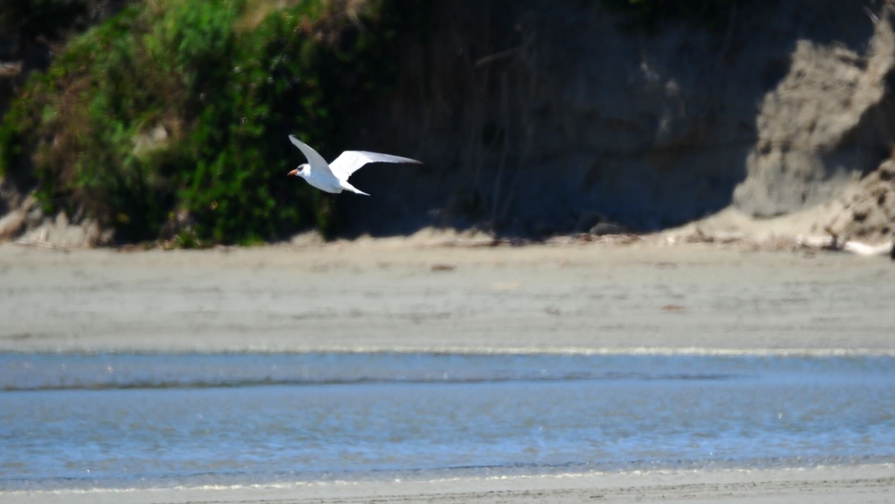 Caspian Tern in flight.