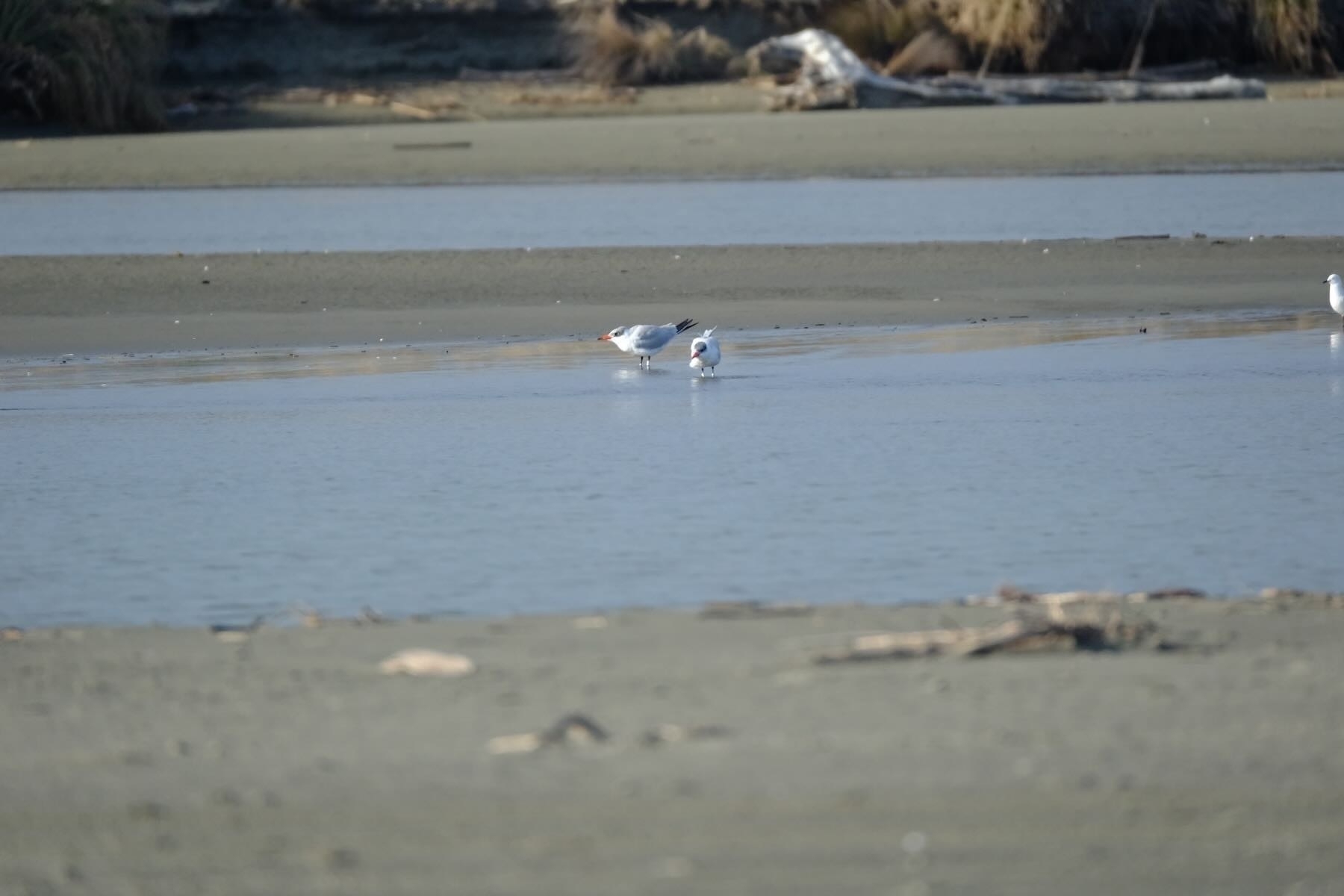 Caspian terns in shallow water.