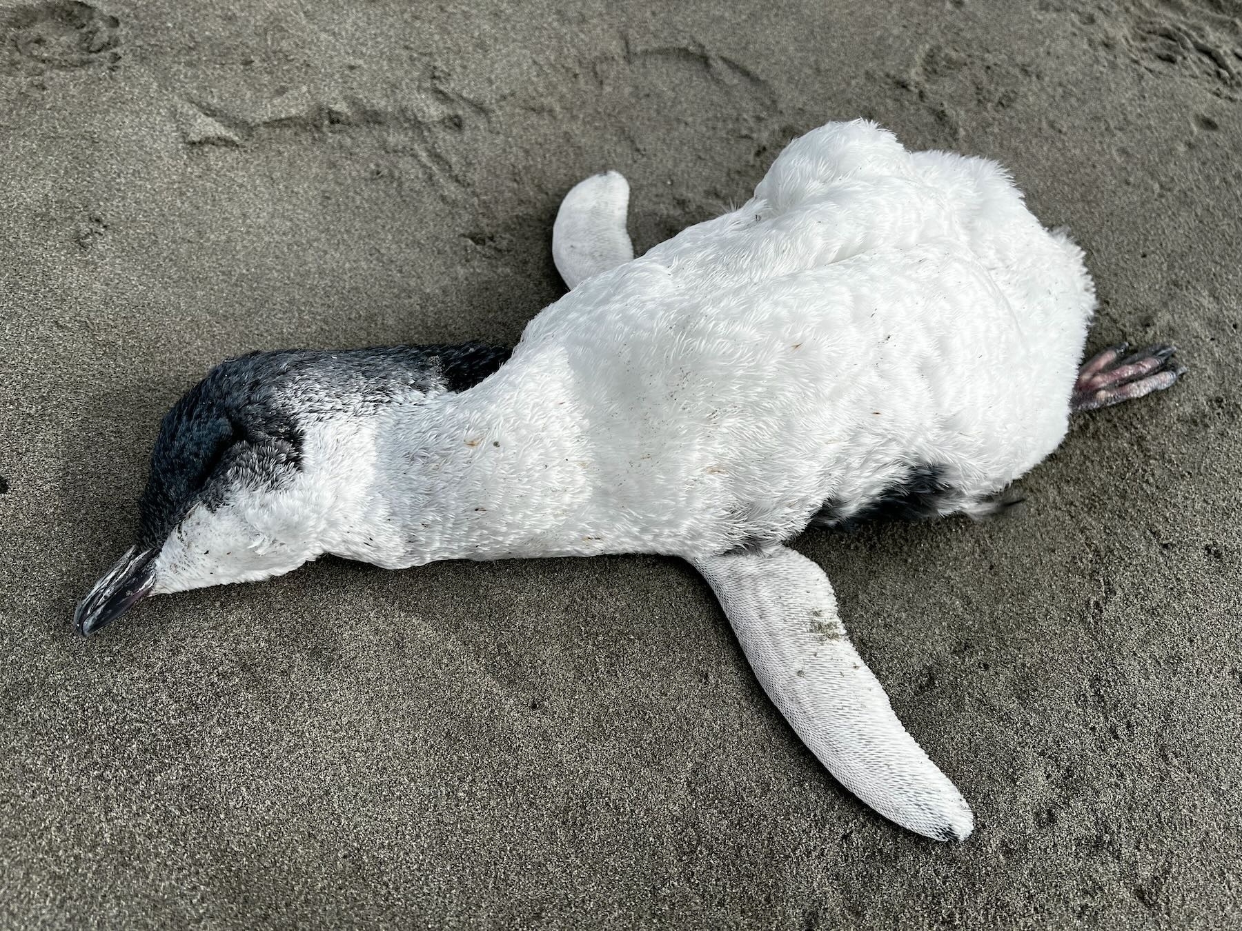 Close up of the dead penguin. 