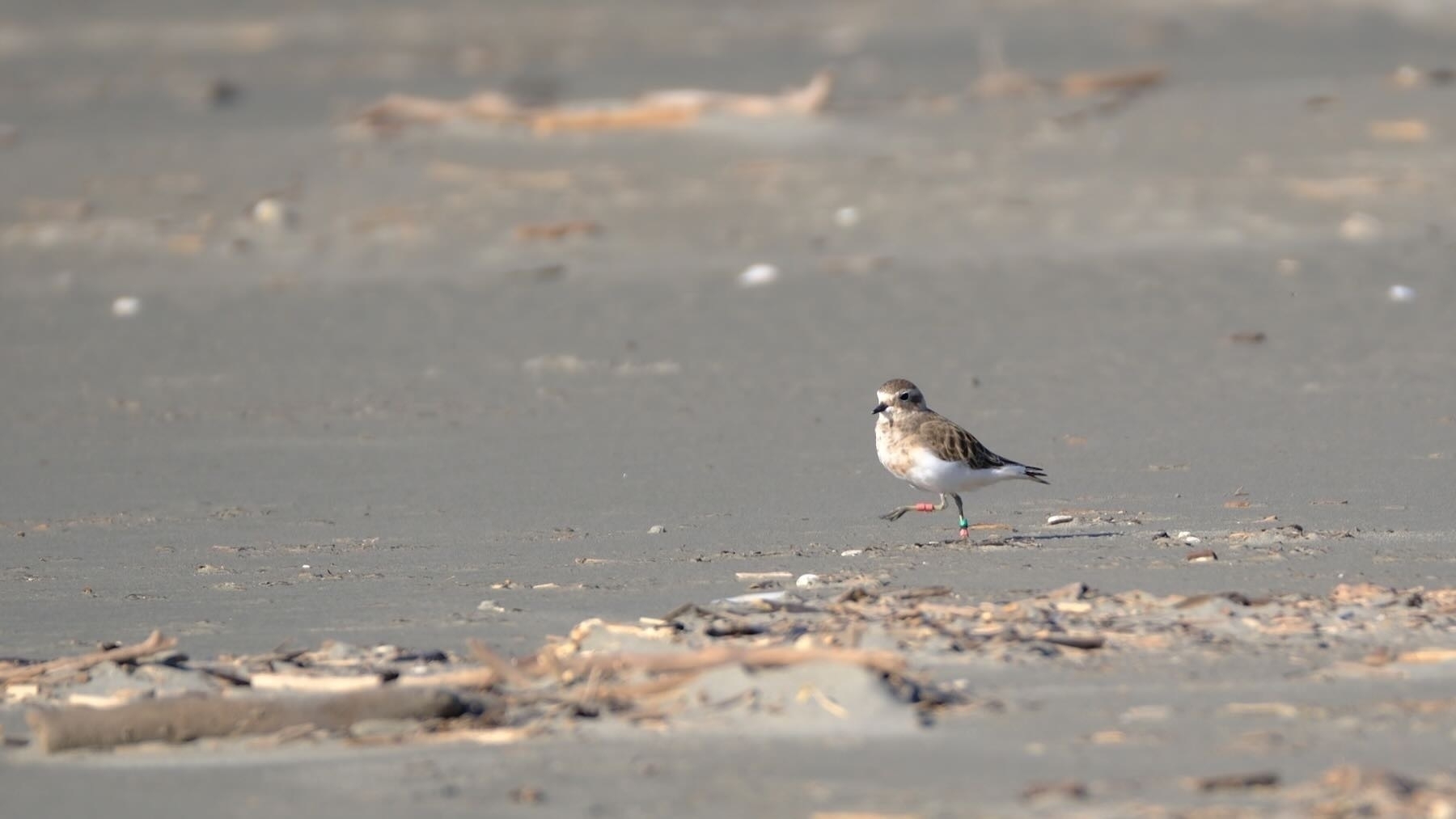NZ Dotterel shows off its jewellery.