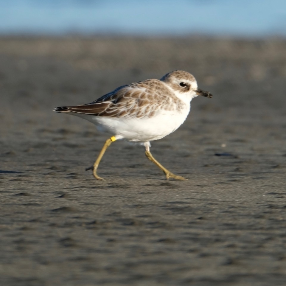 Dotterel with leg bands.