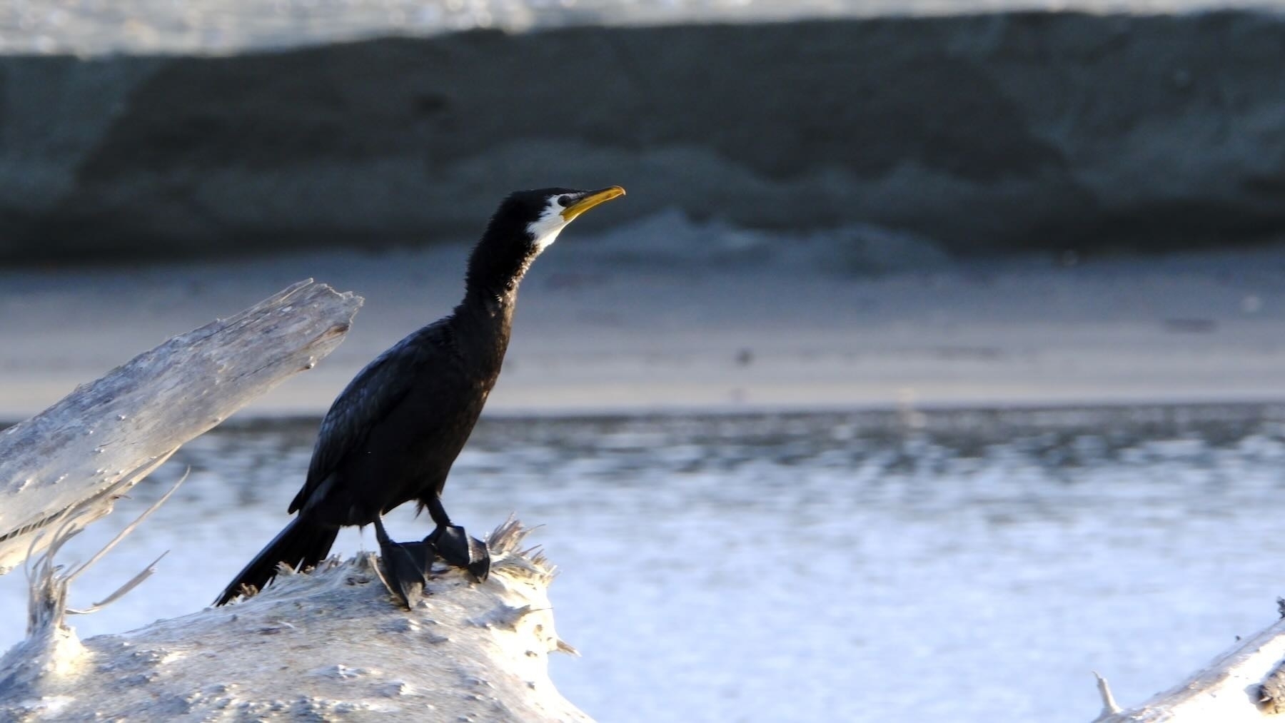 Small mainly black shag with white throat and yellow beak. 