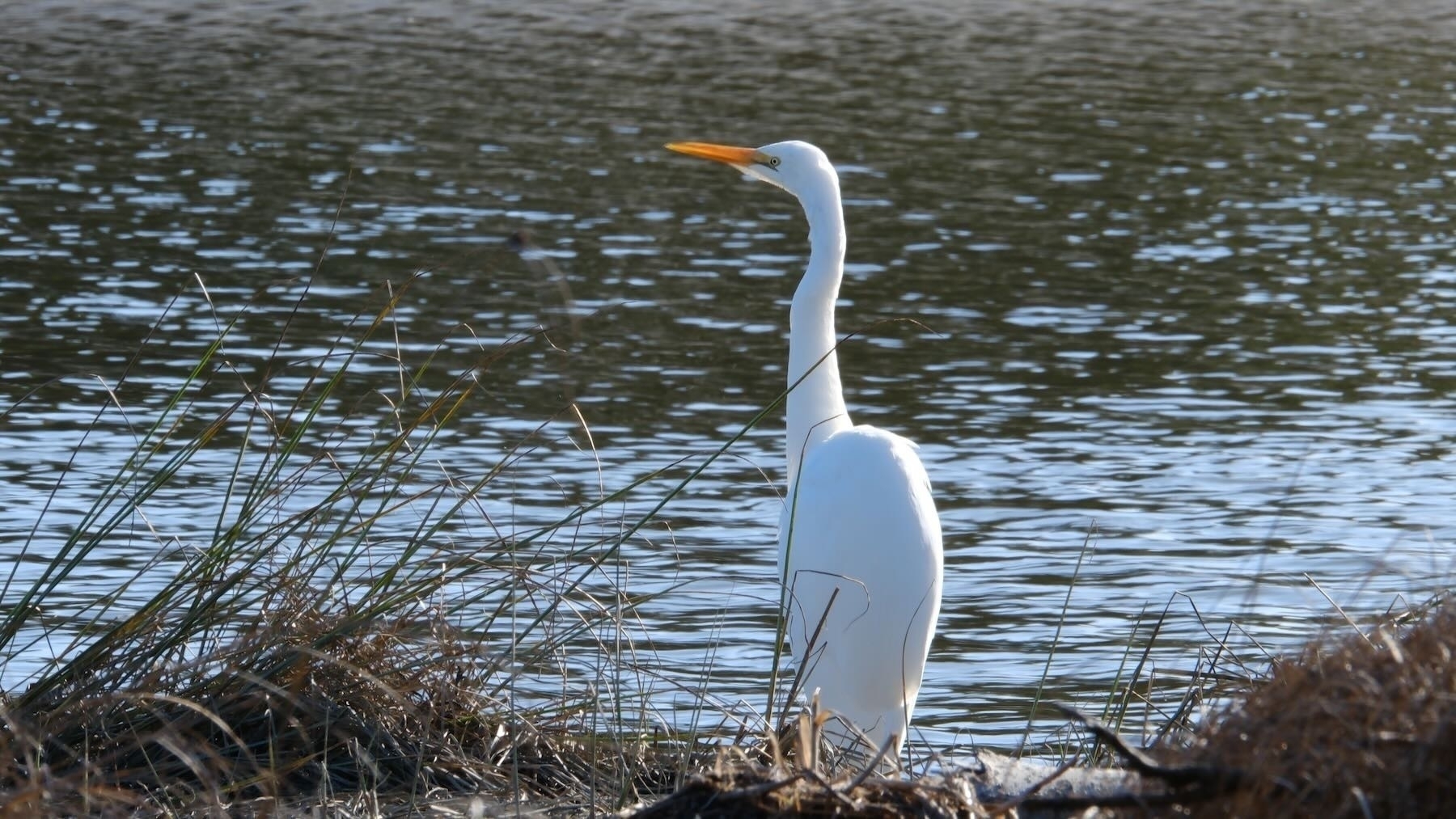 Very large white bird on the riverbank with neck folded and beak lifted a little. 