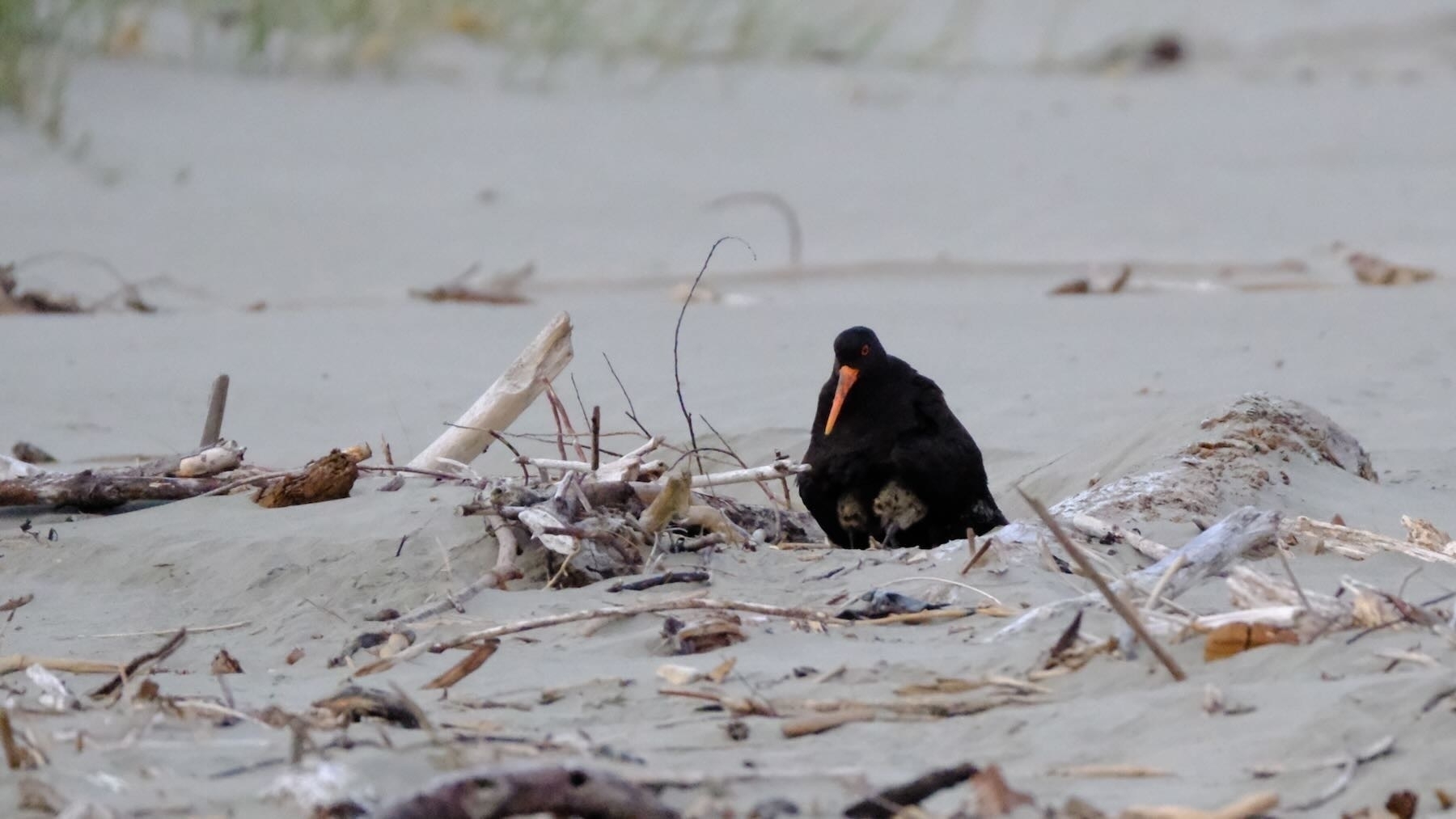 Oystercatcher chicks seek refuge under their parent. Can you see their bottoms peeking out? 
