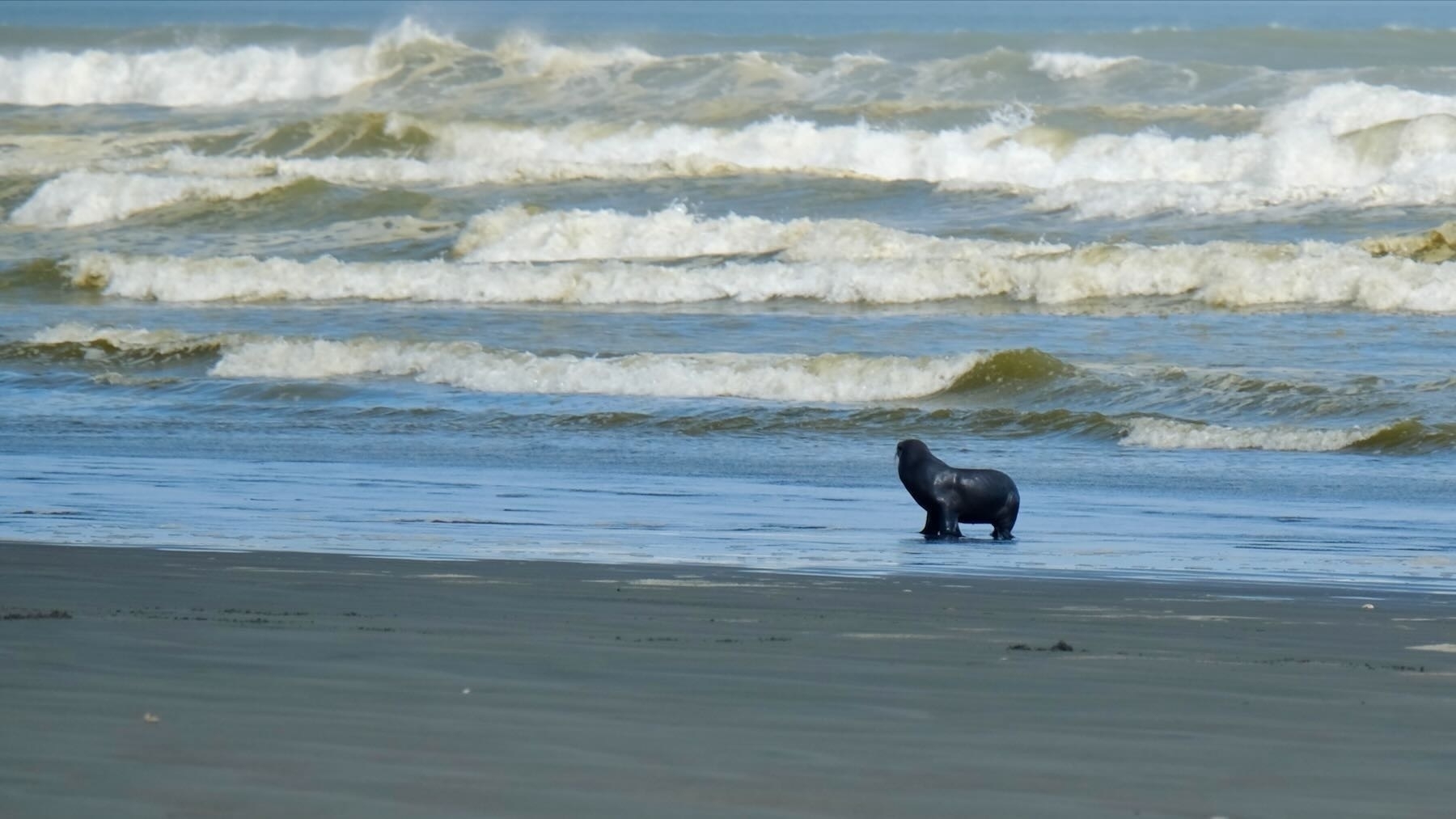 Seal on the beach.