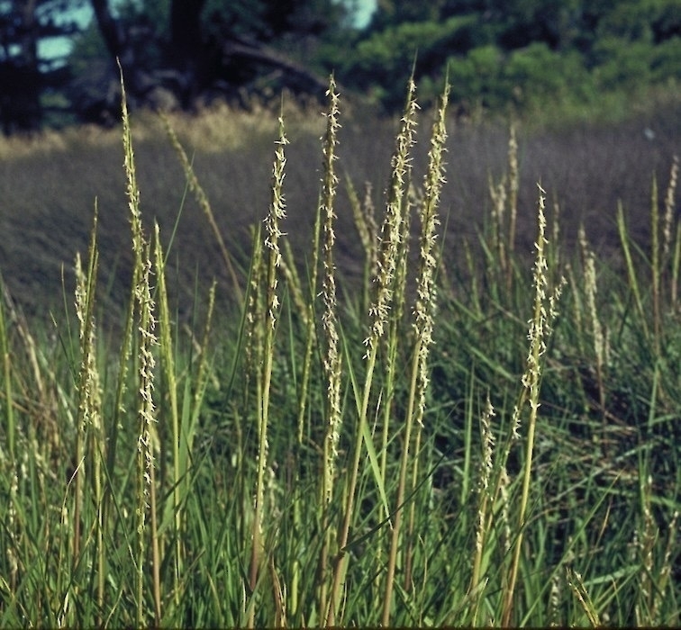 Spartina - a tall grass. 