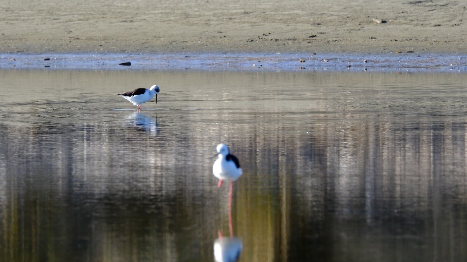 Two pied stilts. 