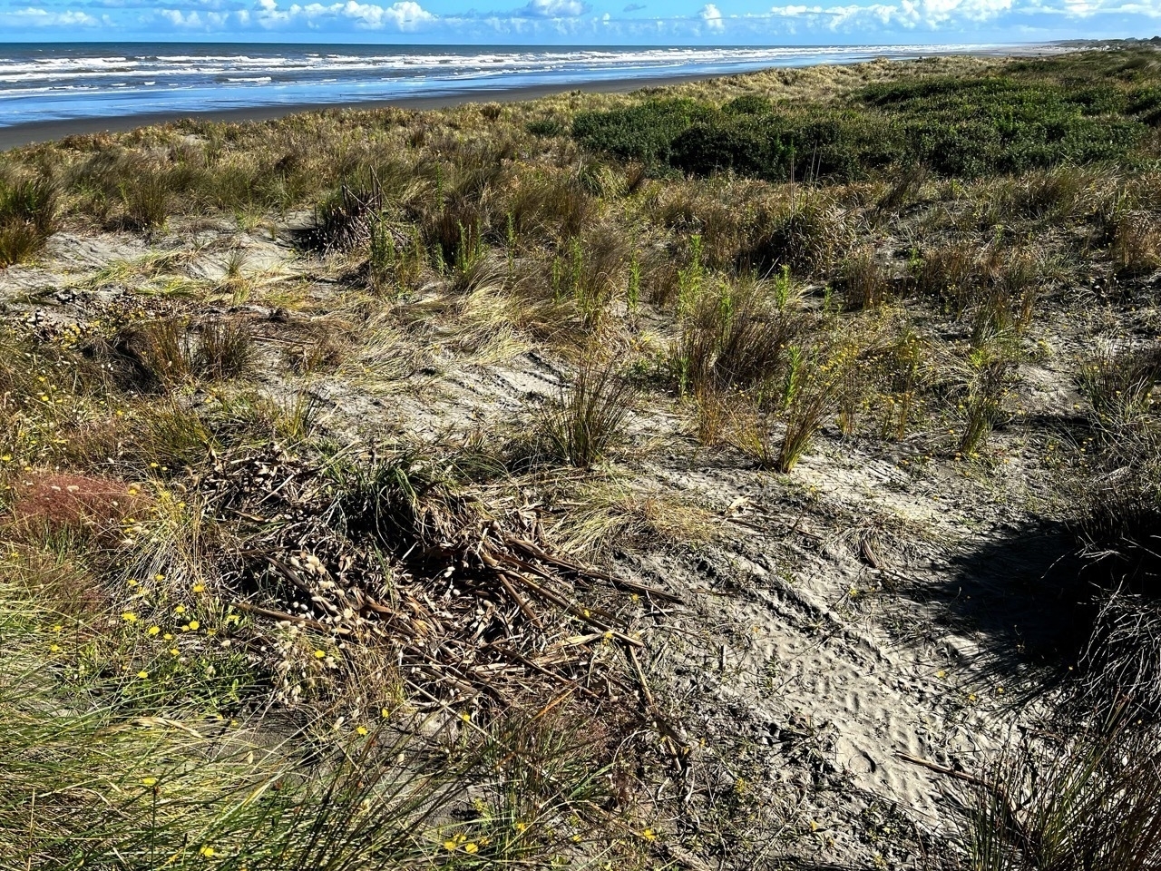 Tire tracks and flattened vegetation where the dune goes down to the beach. 