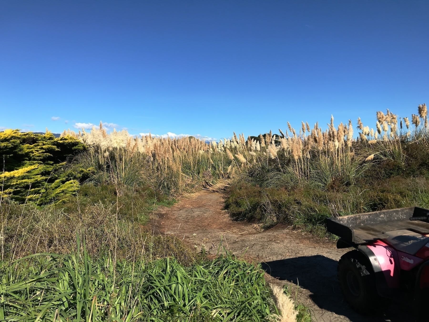 An unauthorised vehicle track to the beach. 