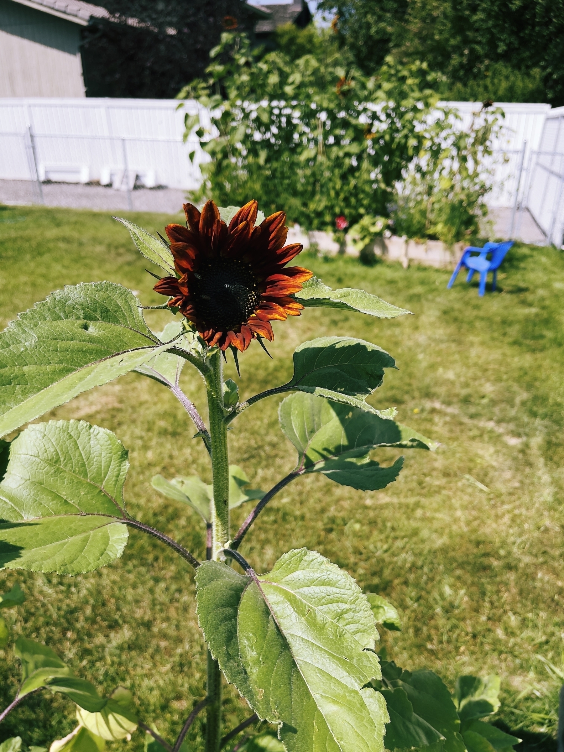 A deep orange sunflower with a grass yard and garden in the background