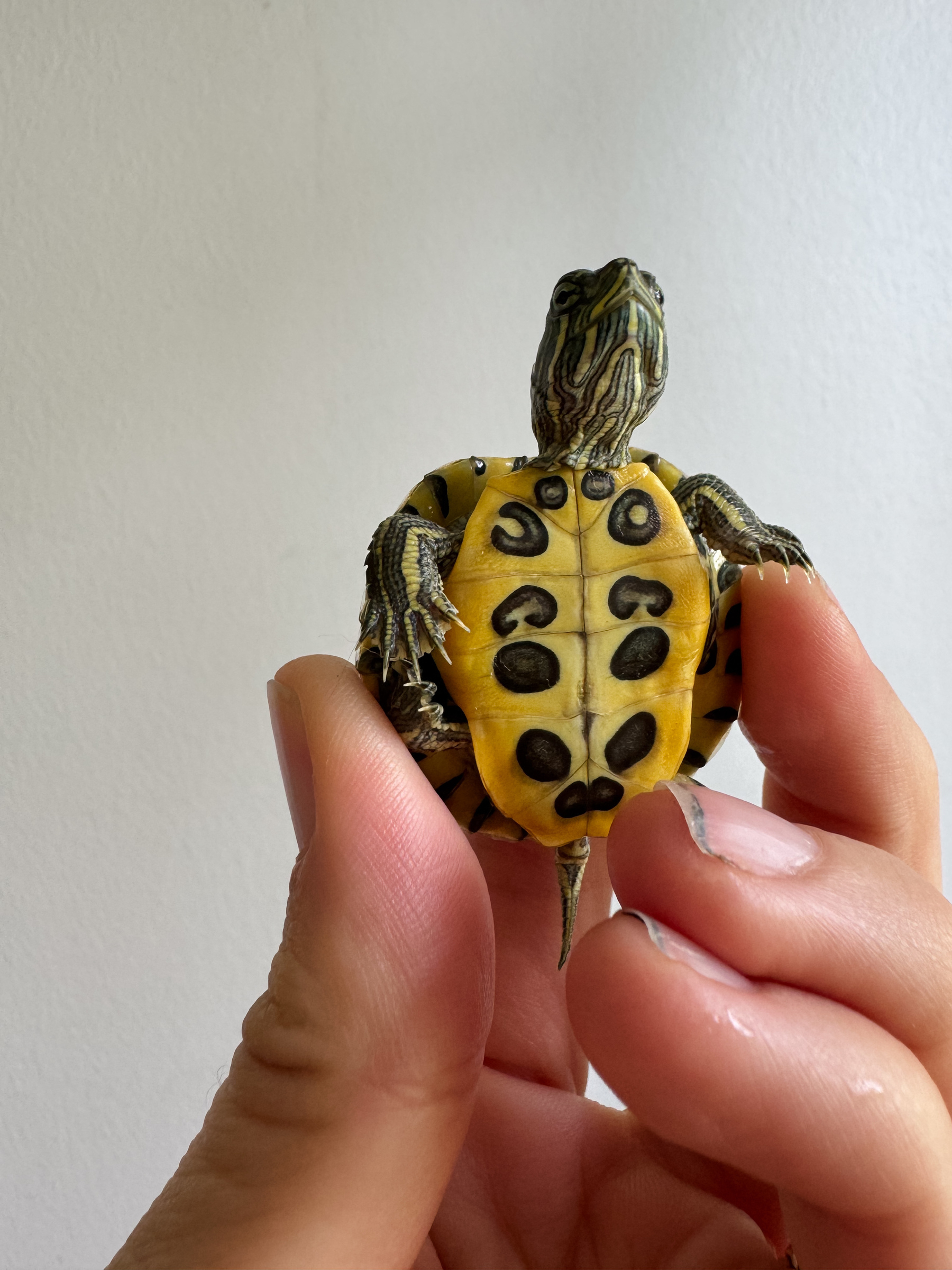 A baby turtle