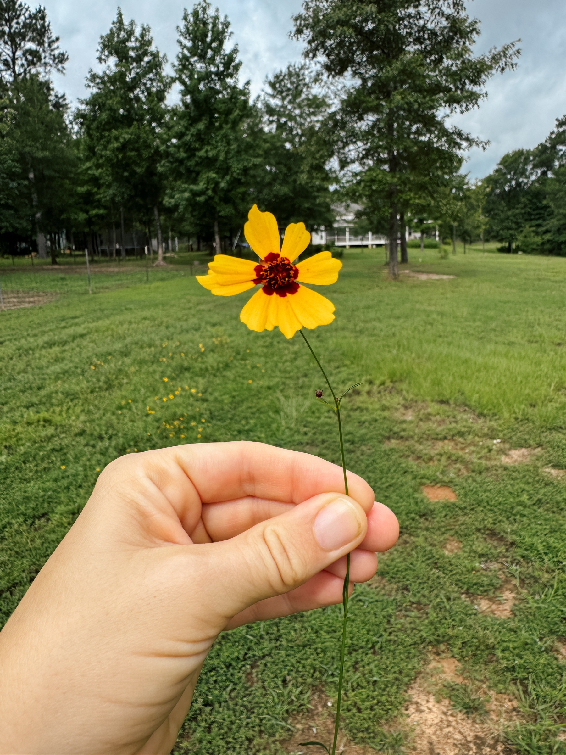 Me holding a wildflower outside with trees and a house in the background