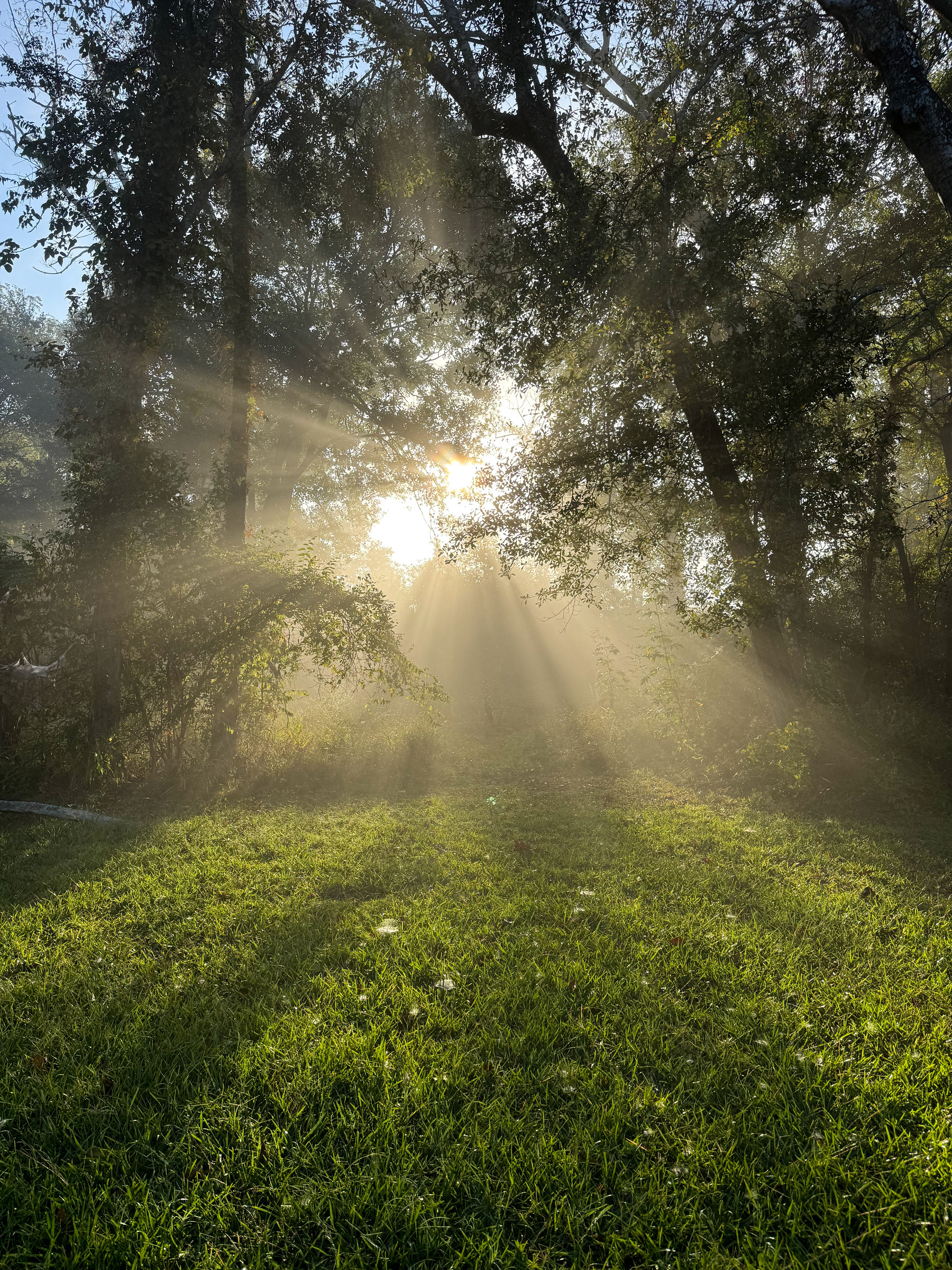 Sunbeams filter through the trees, casting light and shadows on a lush, green lawn