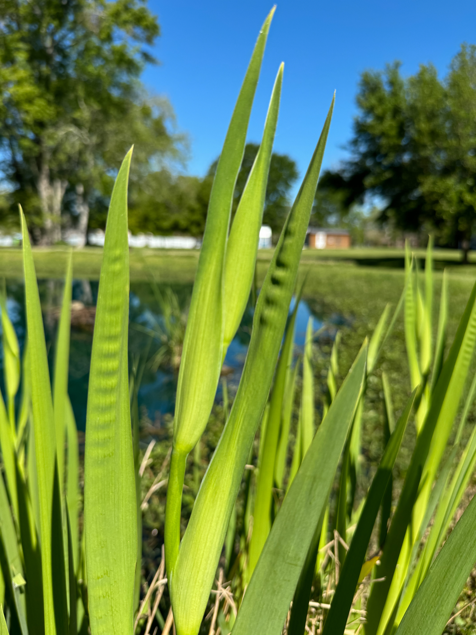Iris foliage on the edge of a pond