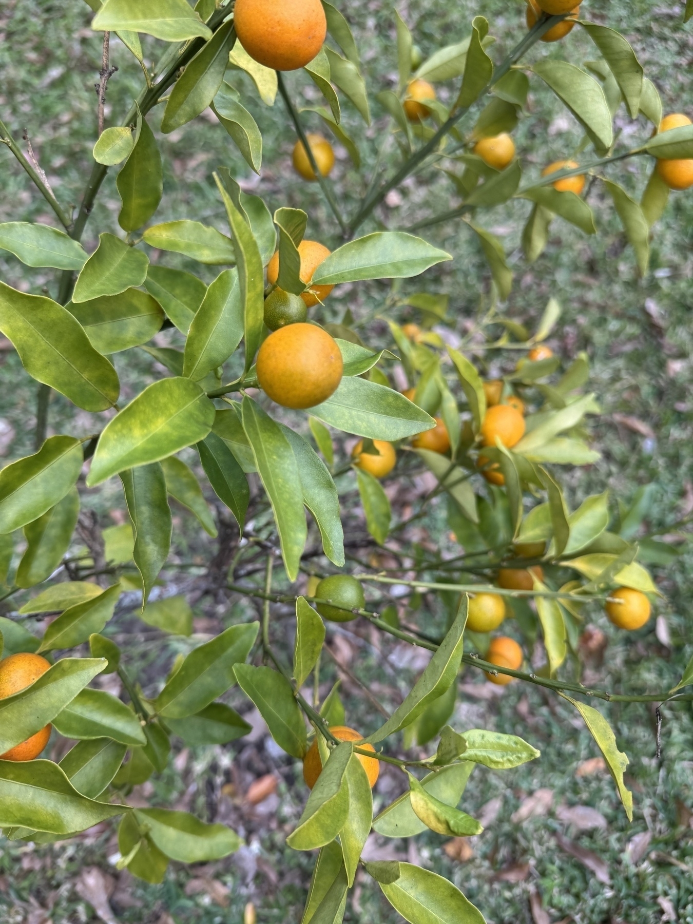 Kumquat tree with almost ripe fruit