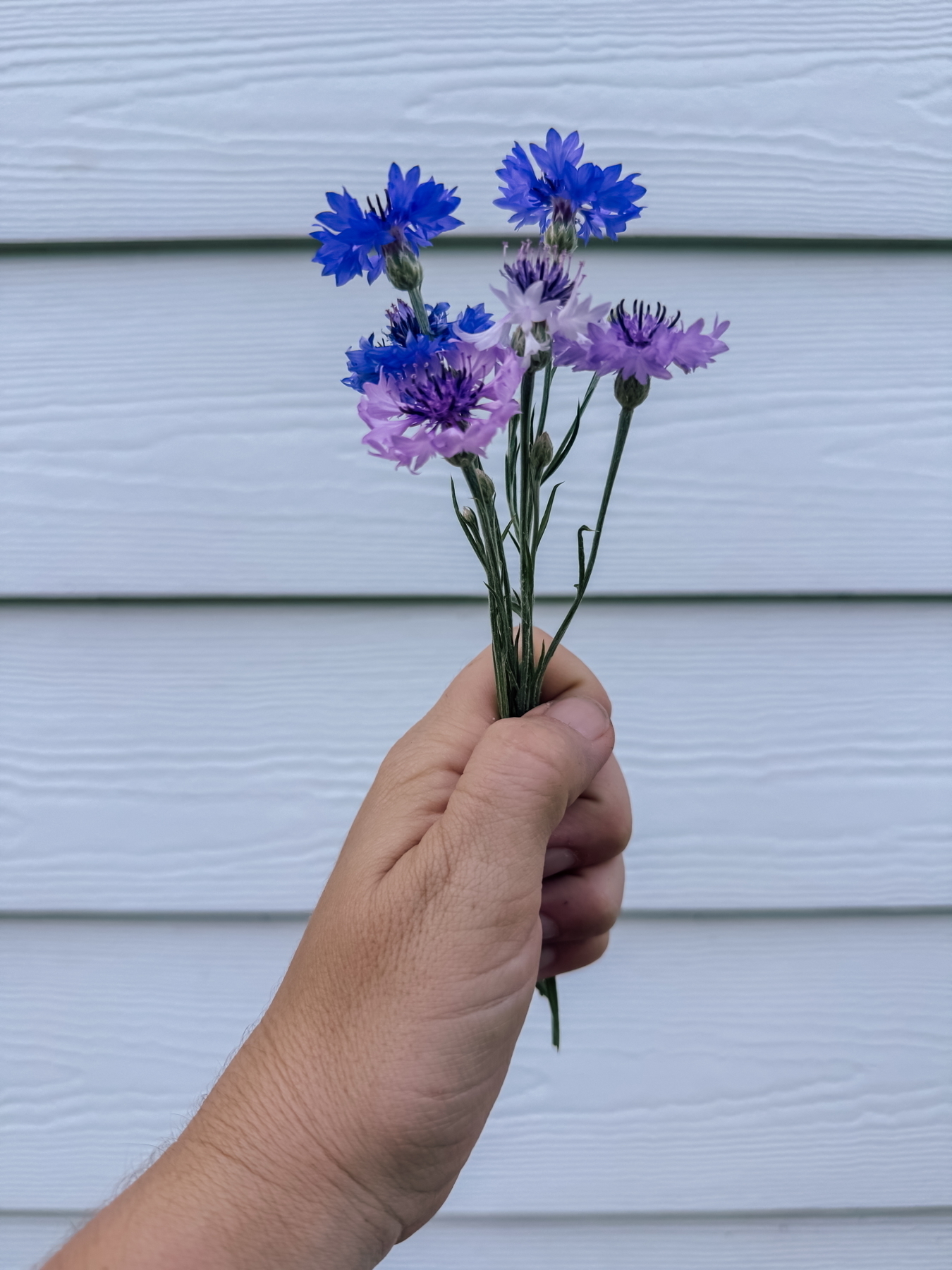 Auto-generated description: A hand is holding a small bouquet of purple and blue flowers against a background of horizontal white siding.