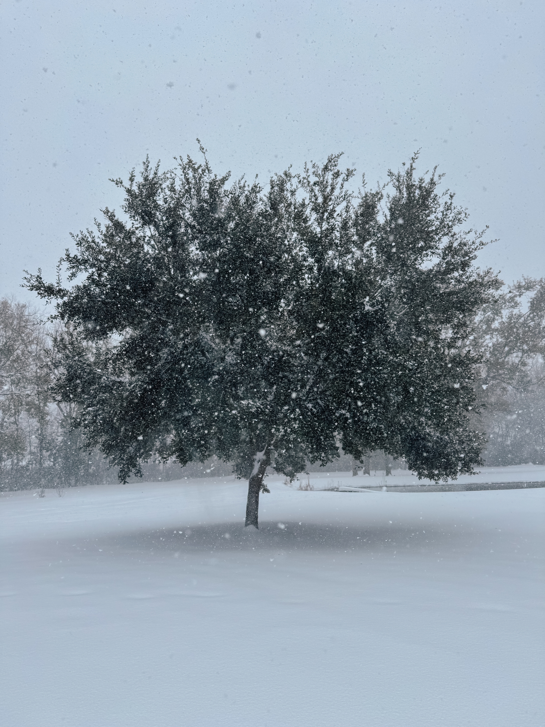 A solitary tree stands in a snowy landscape with snow gently falling around it.