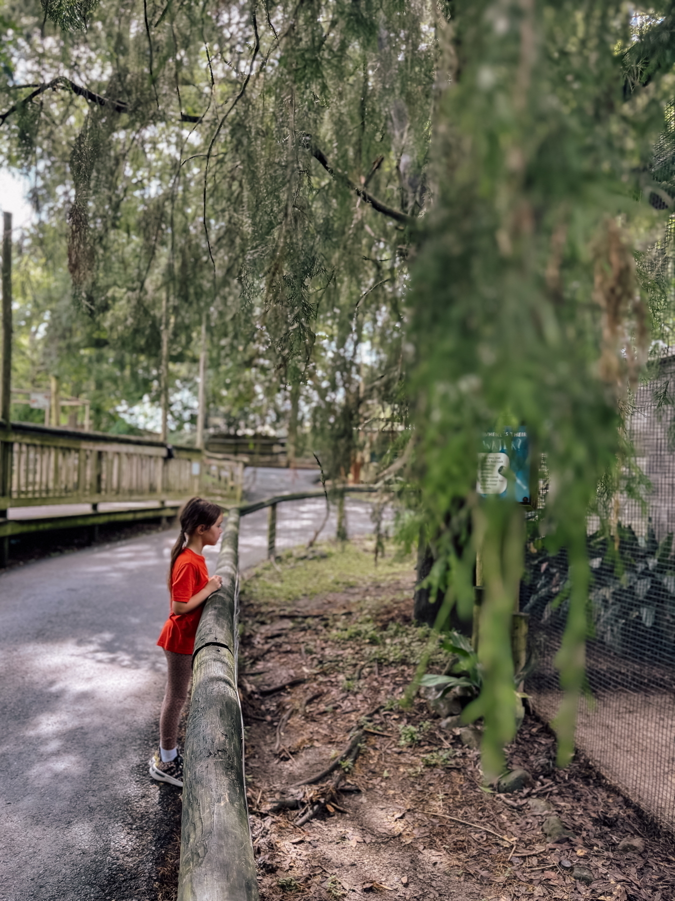 Auto-generated description: A young girl in a red shirt peers into an enclosure at a zoo or nature park surrounded by lush greenery.