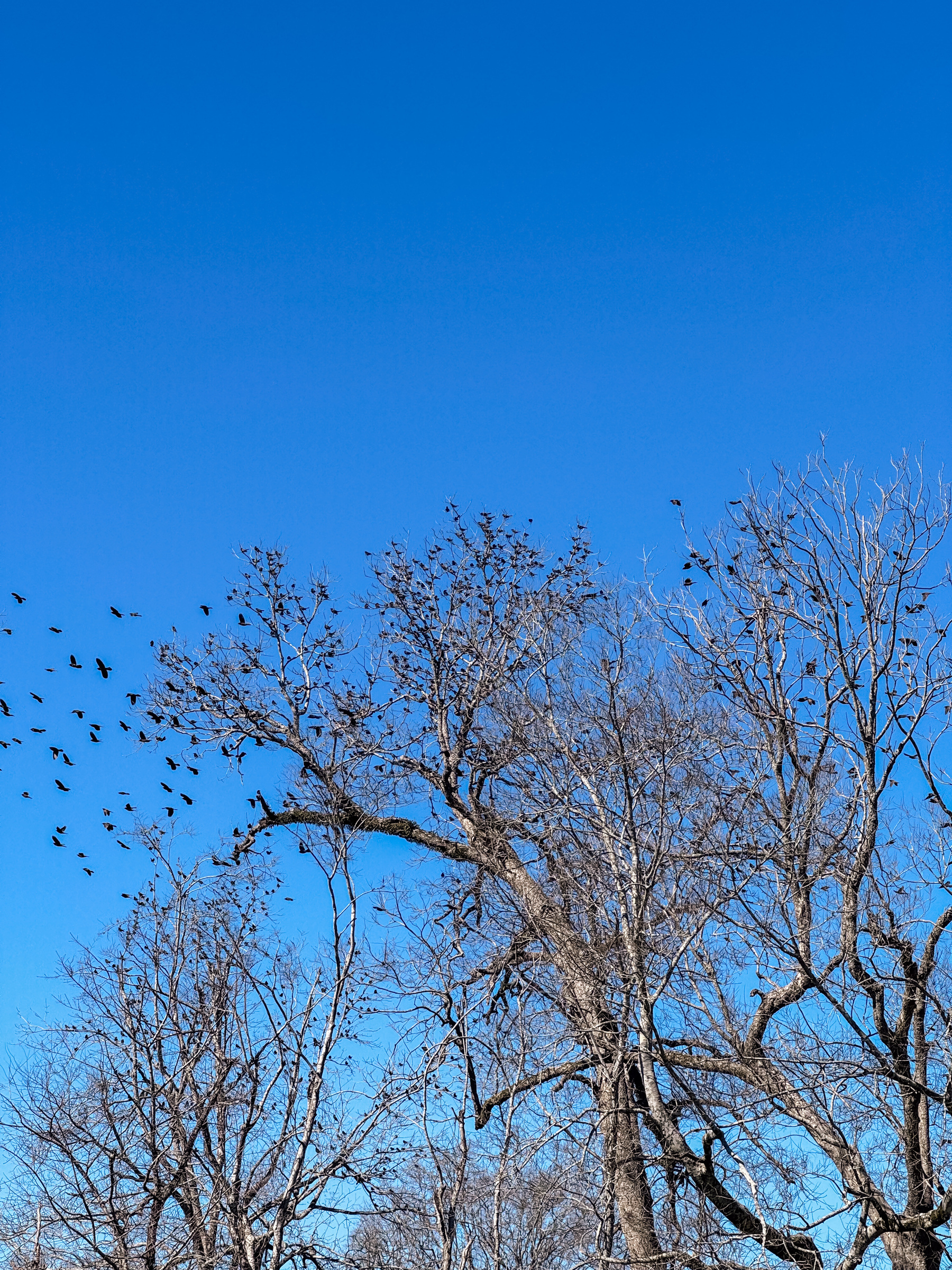 A flock of birds flies over and settles in on leafless trees against a clear blue sky.