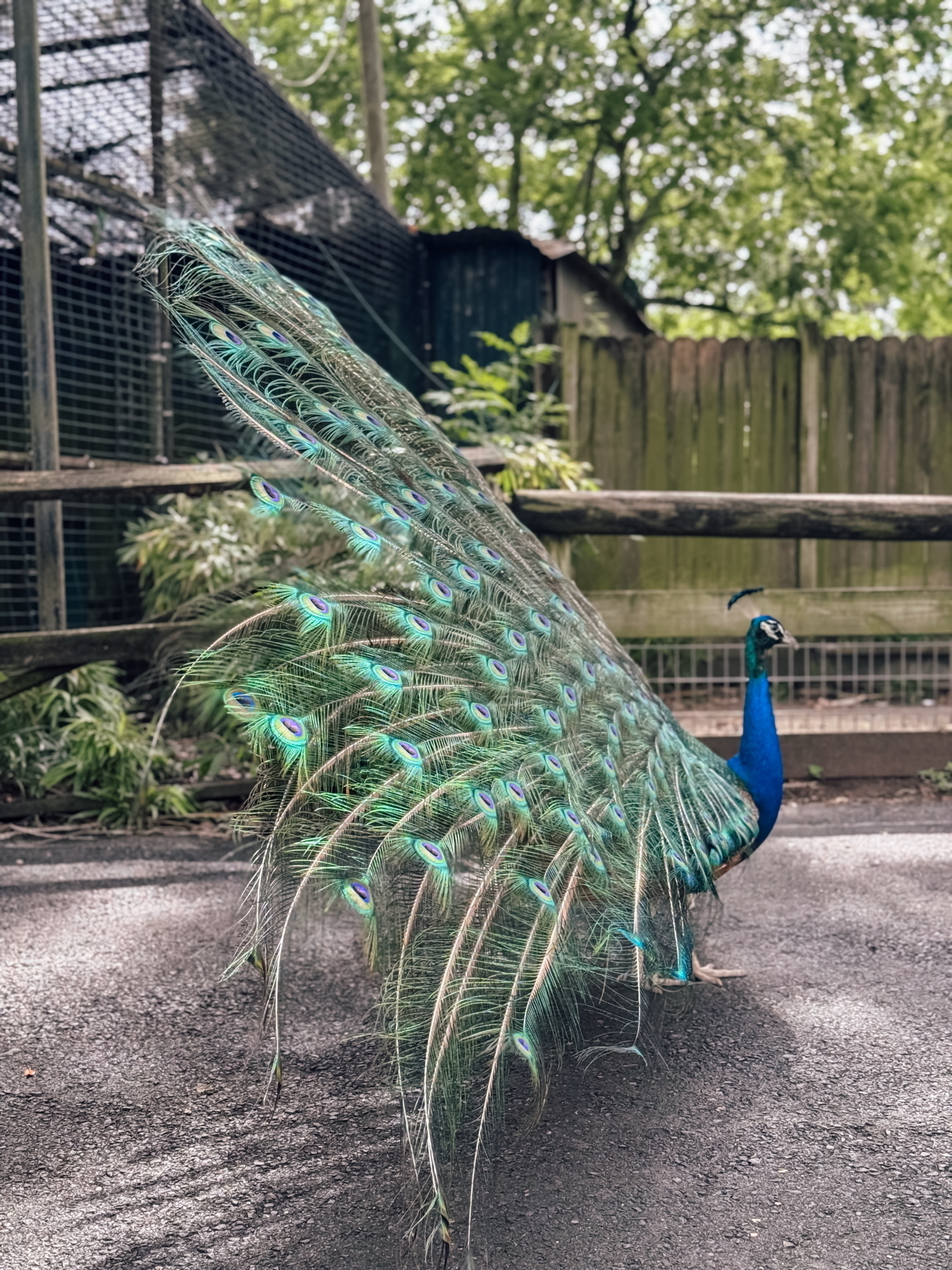 Auto-generated description: A peacock is standing with its vibrant tail feathers fanned out against a natural background.