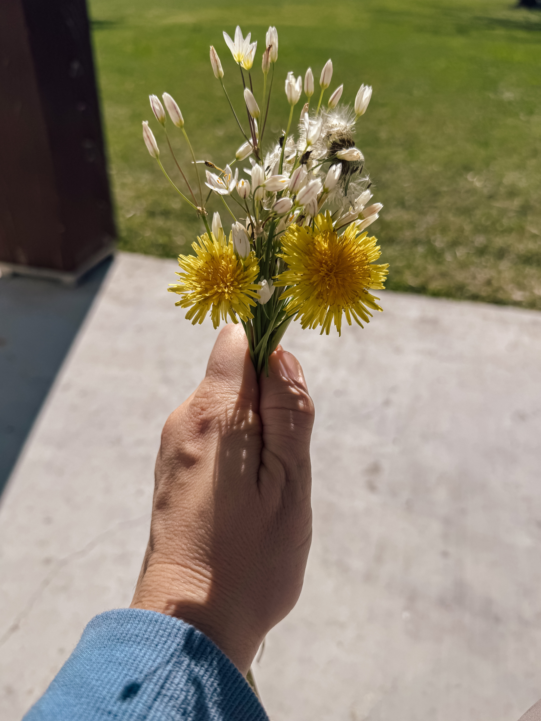 A hand holding a small bouquet of yellow dandelions and white wildflowers against an outdoor background