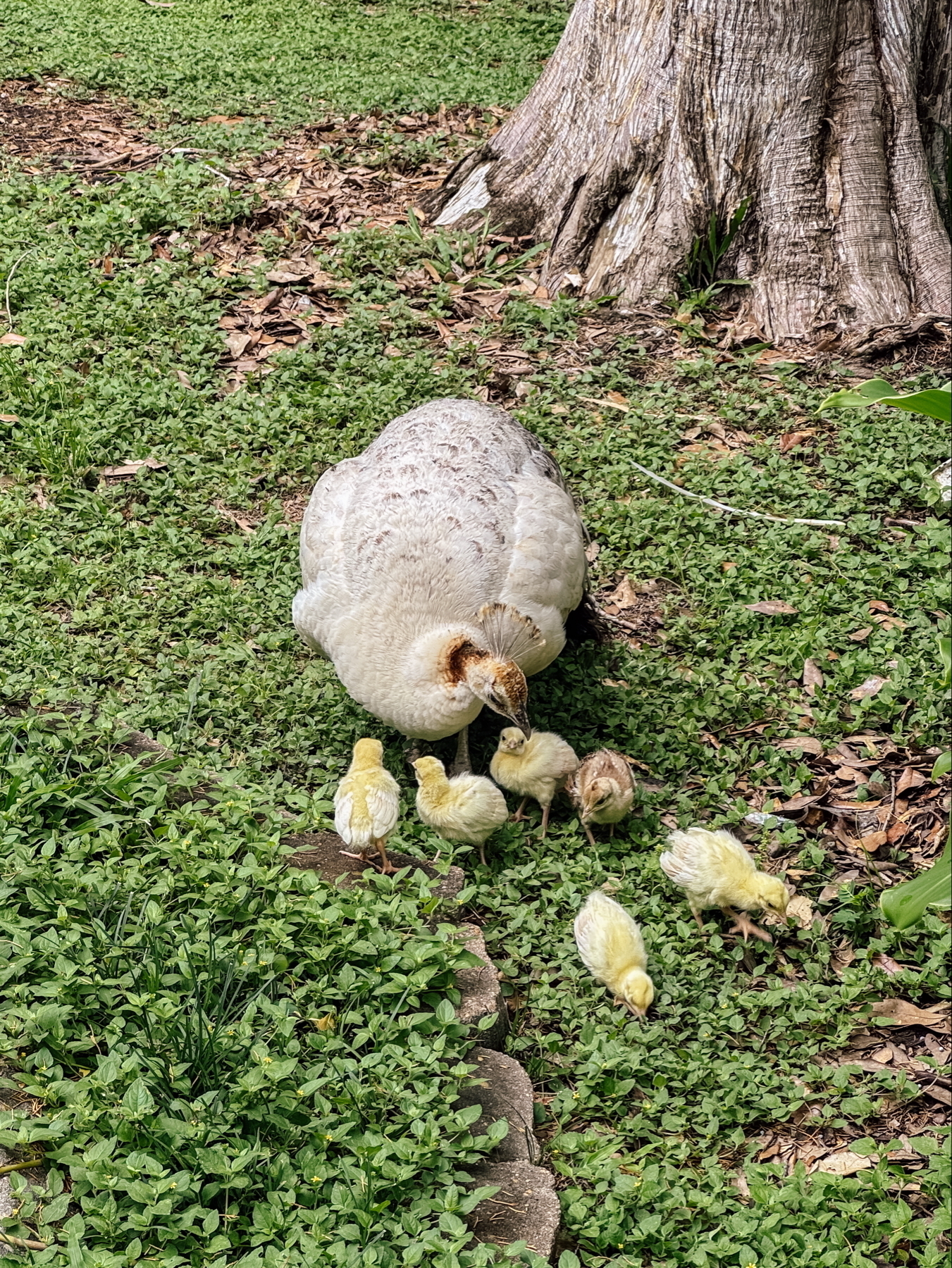 Auto-generated description: A hen is accompanied by several chicks on a grassy area near a tree trunk.