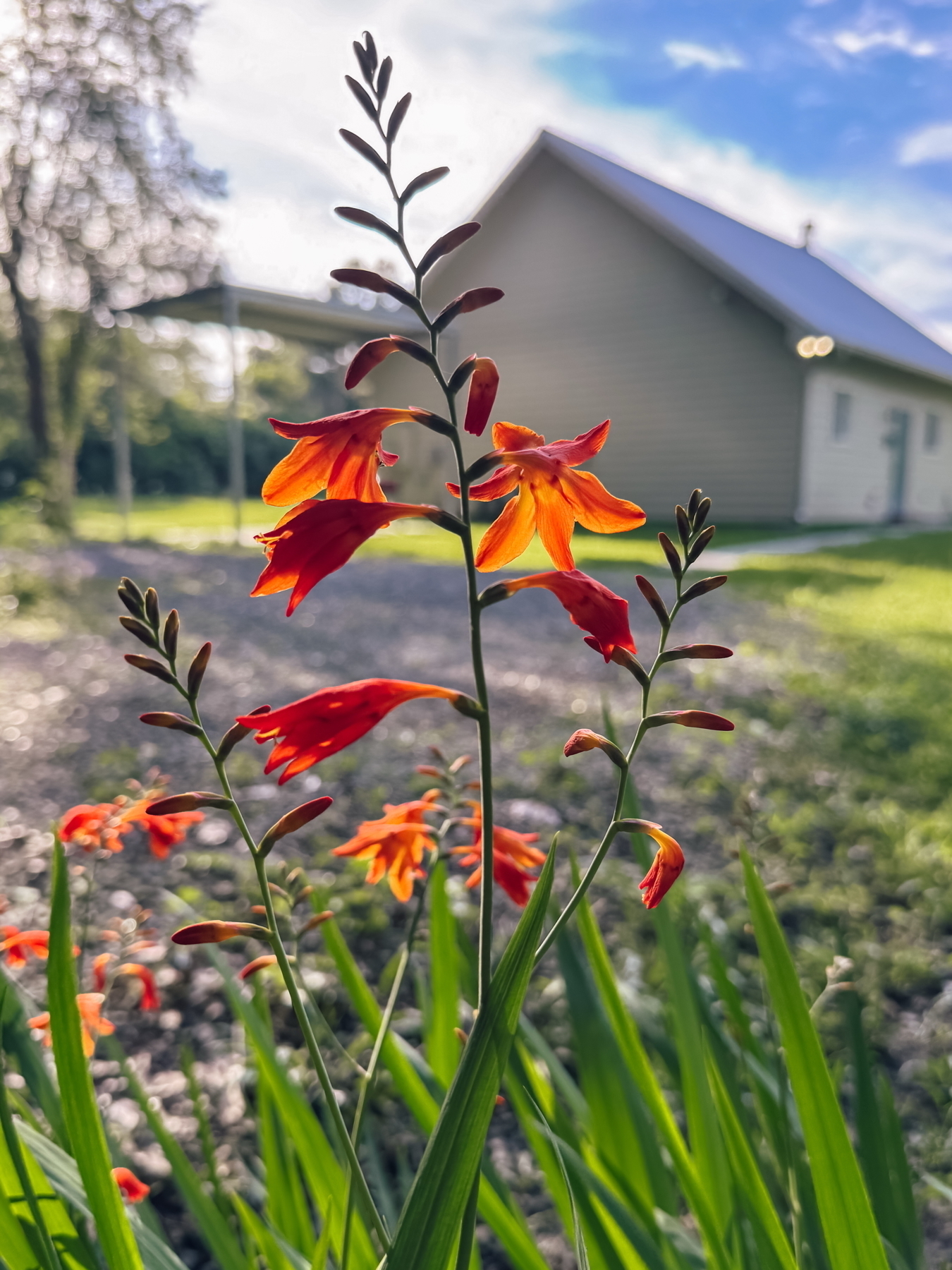Auto-generated description: Vibrant orange flowers bloom in a garden with a blurred house and greenery in the background.