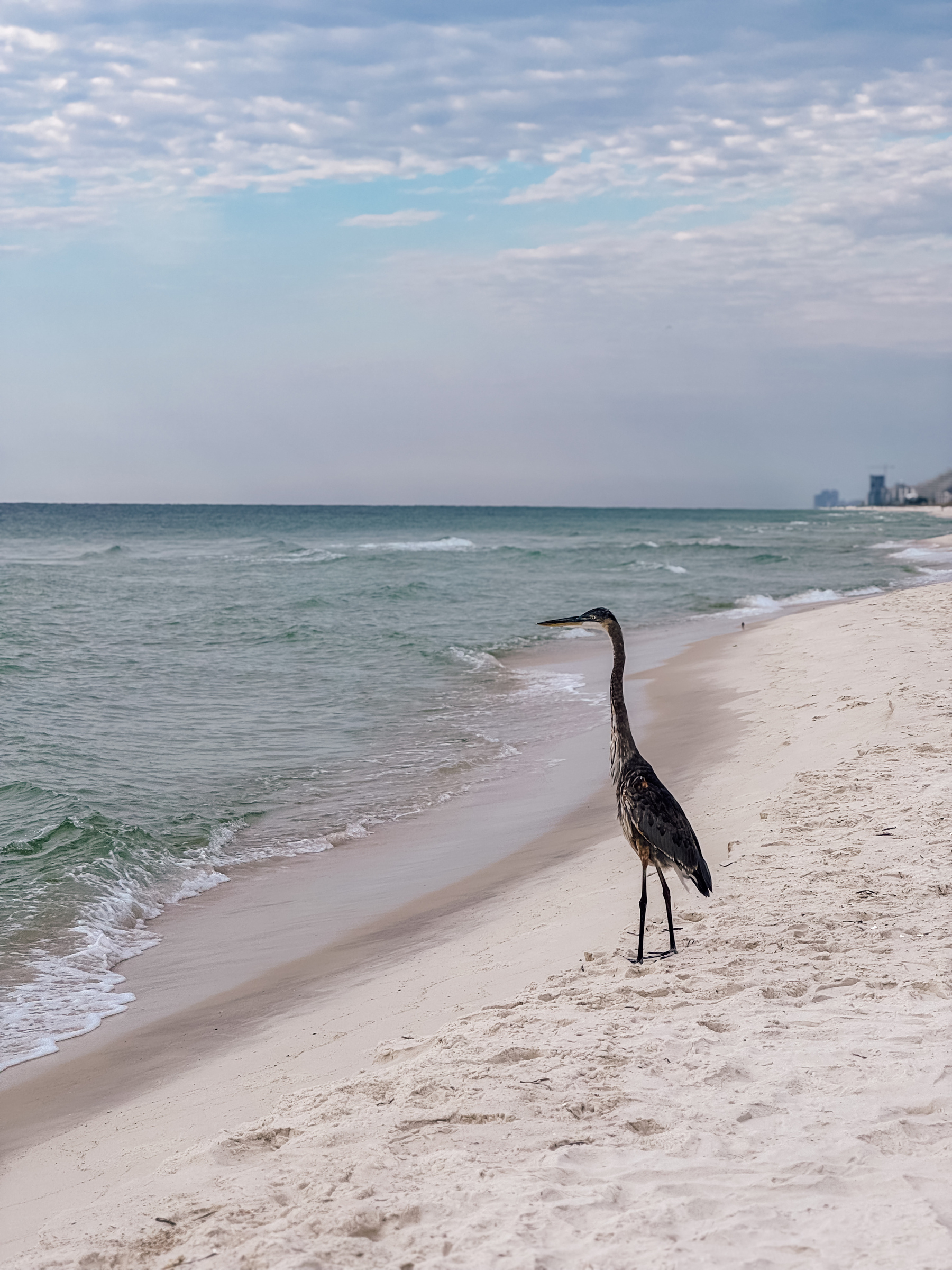 A heron stands on a sandy beach with waves gently lapping at the shore under a partly cloudy sky.