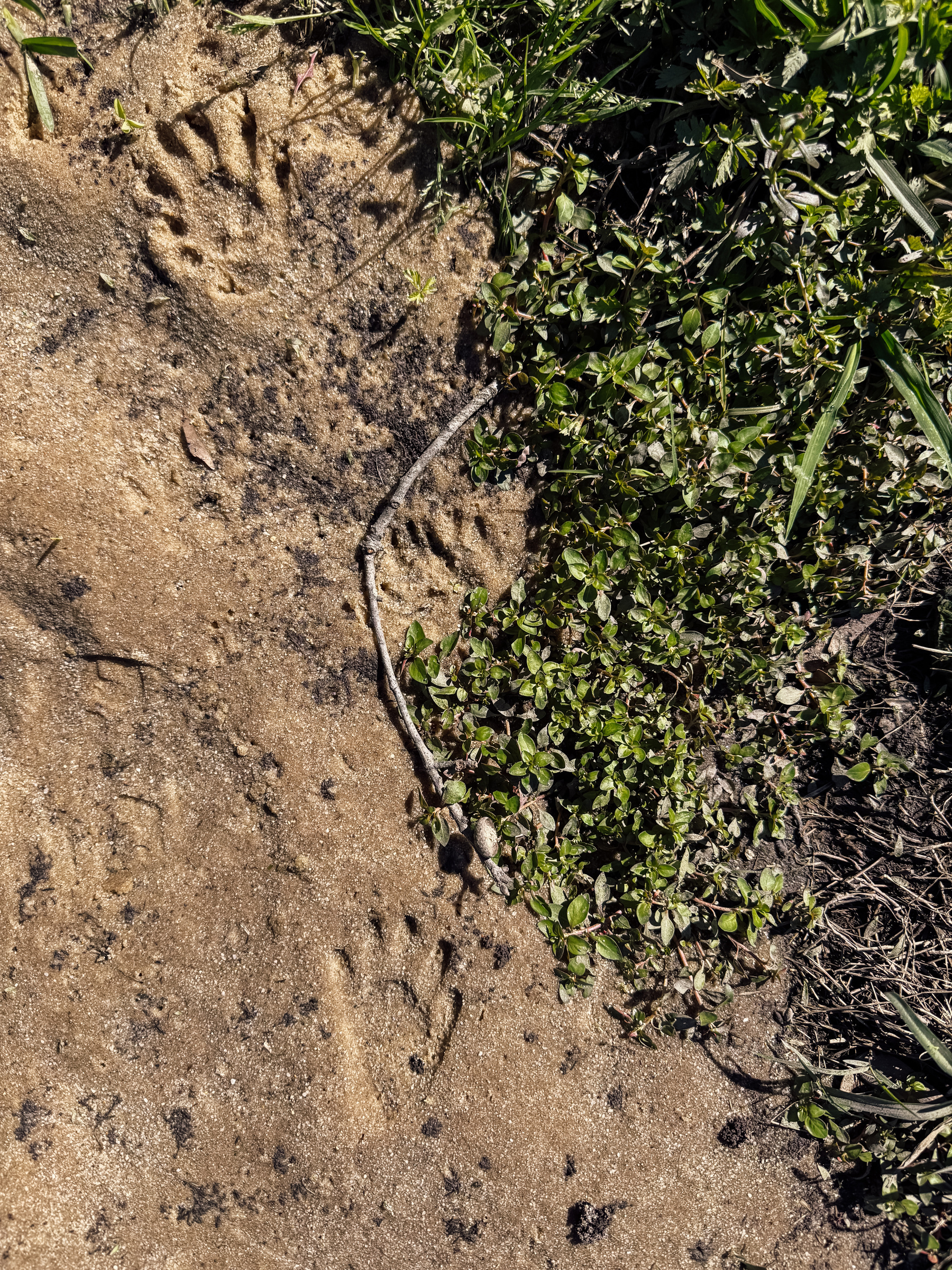 Animal tracks and a stick are visible in a sandy area surrounded by green foliage.