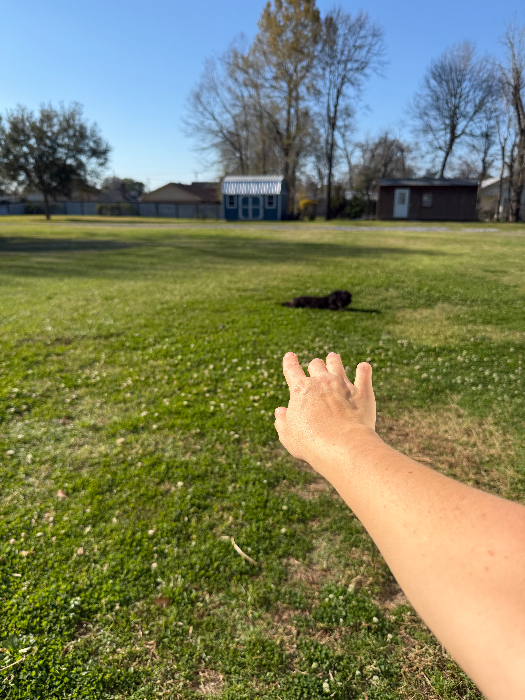 A person extends their hand towards a black dog lying on the grass in a large, open yard with trees and small buildings in the background.