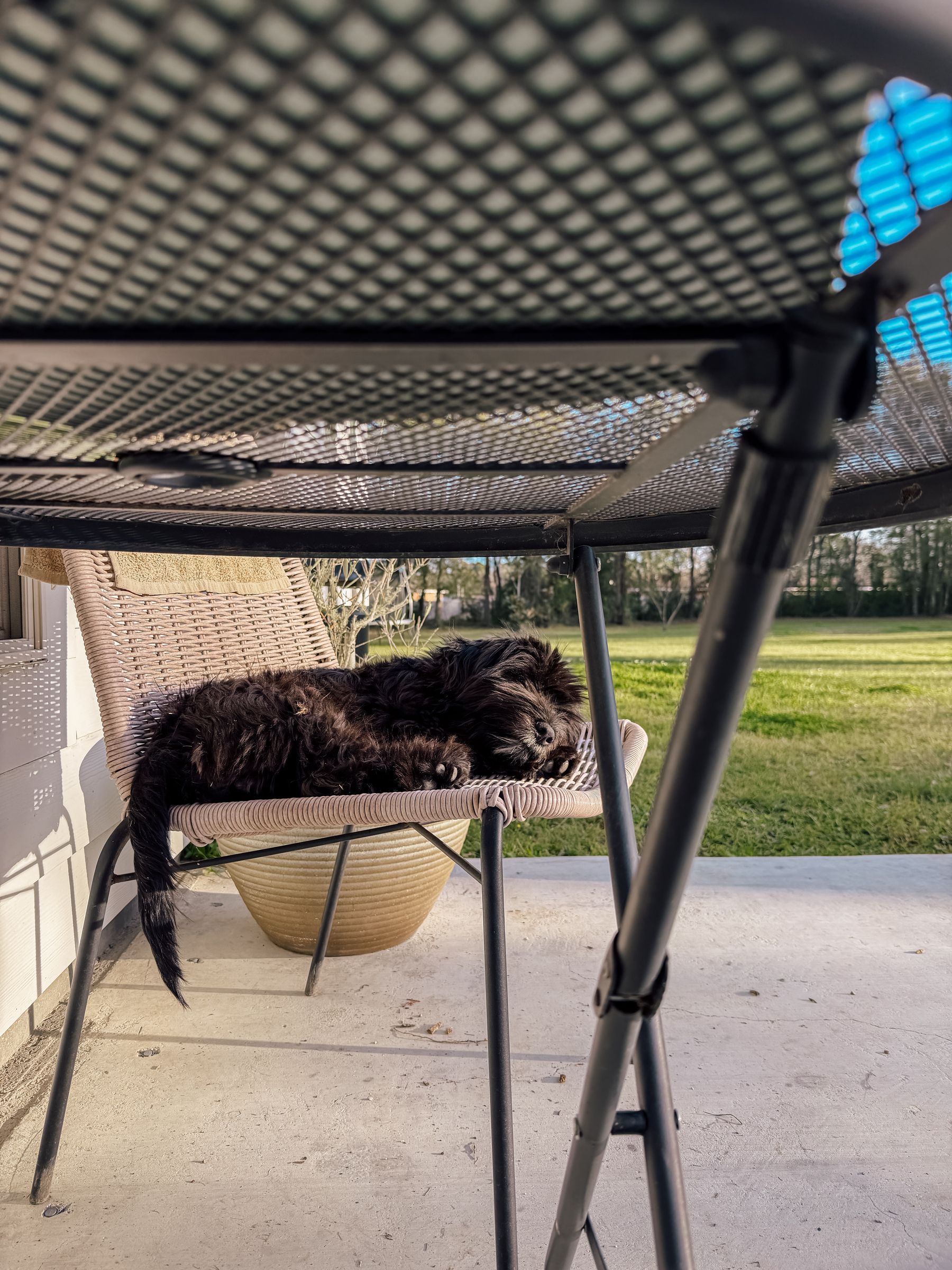 A black puppy is resting on a patio chair viewed from under a metal table, with a large yard visible in the background.